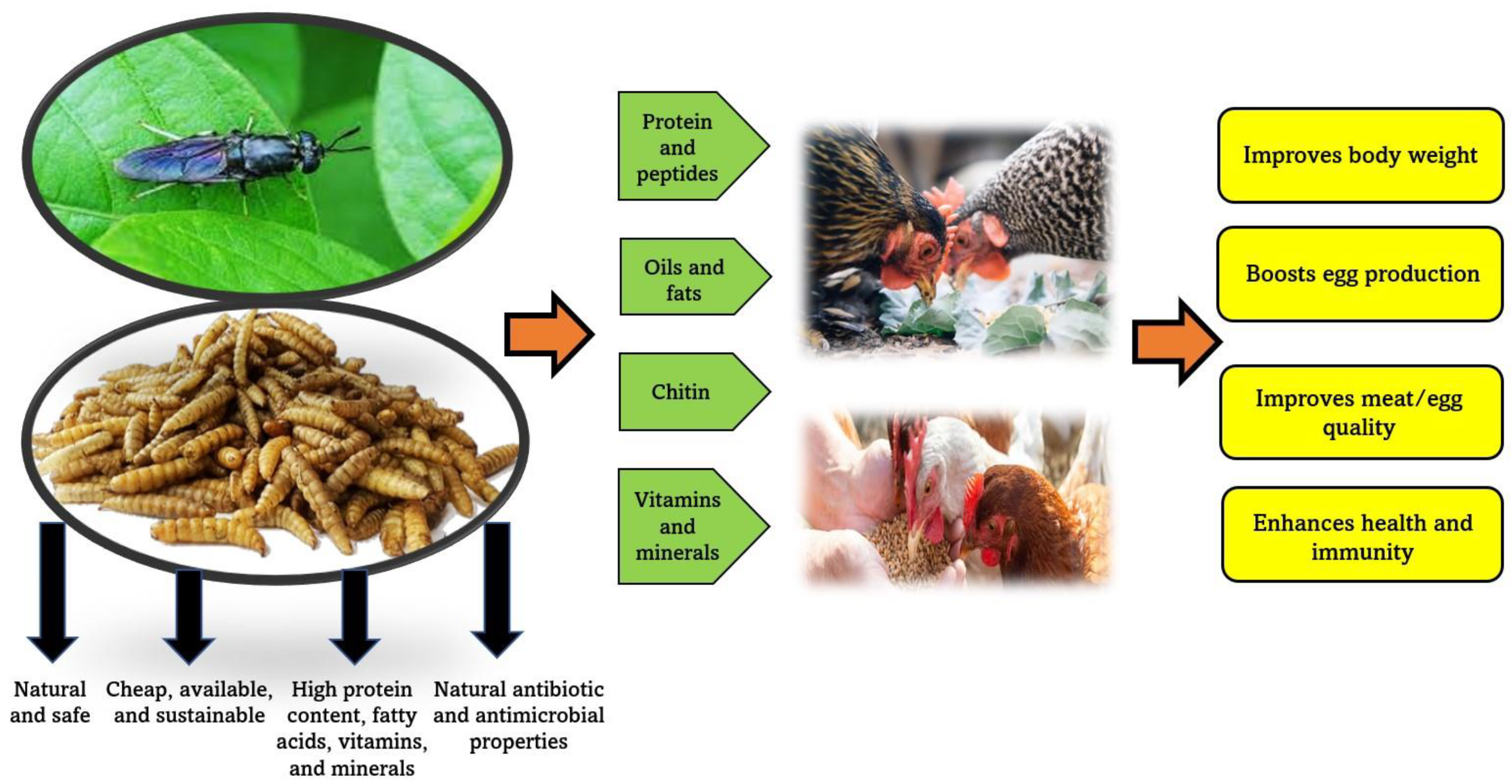 Animals 13 01534 g004