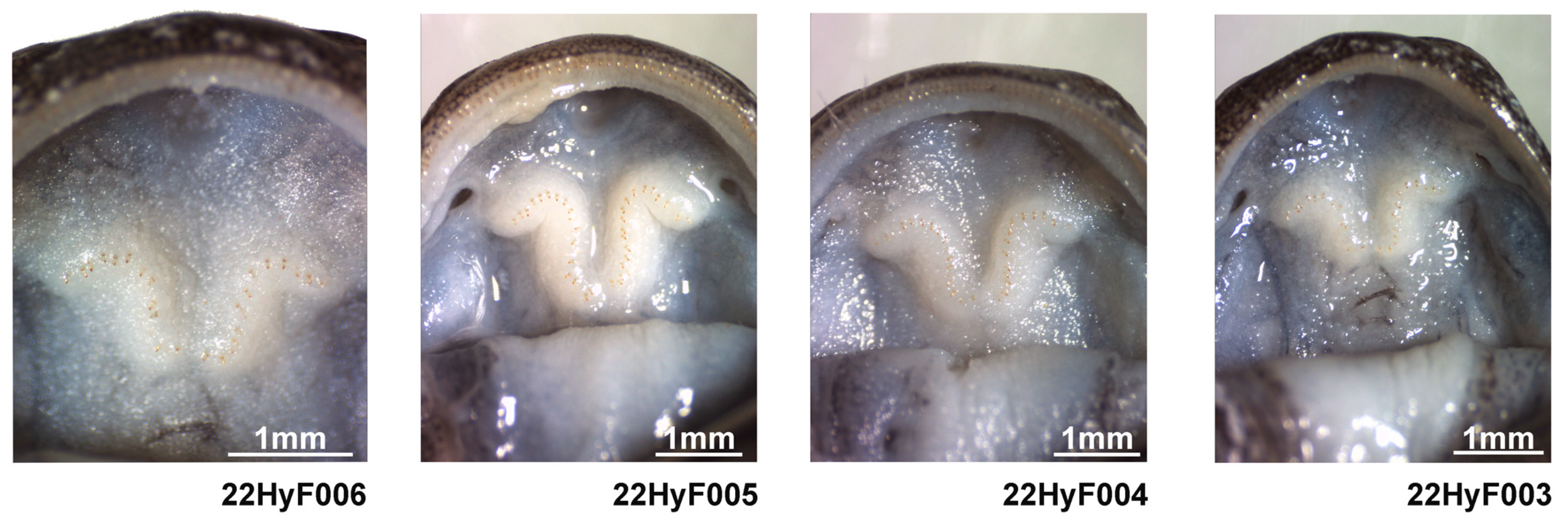 Animals 13 01661 g007 Animals 13 01661 g007