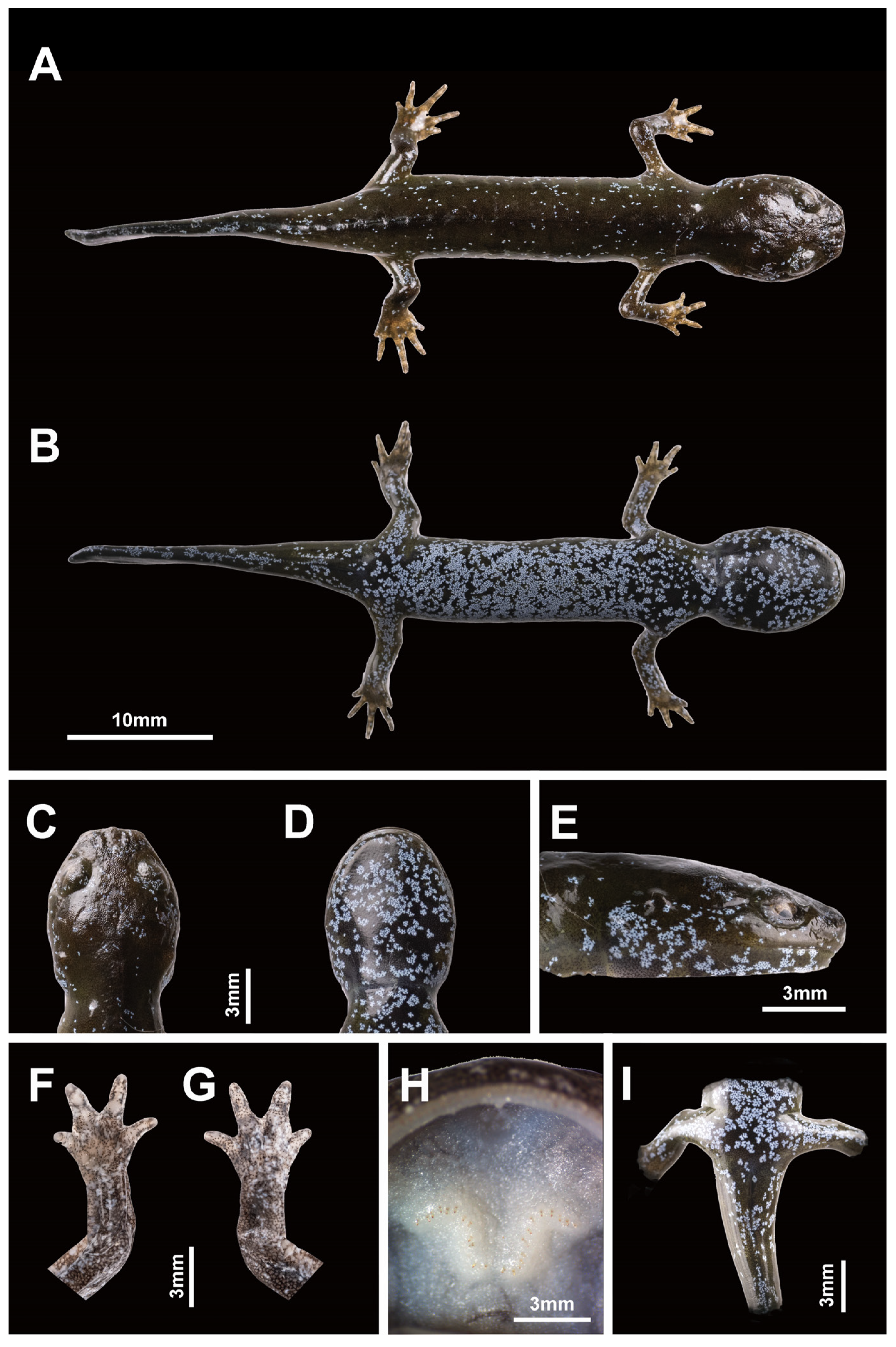 Animals 13 01661 g008 Animals 13 01661 g008