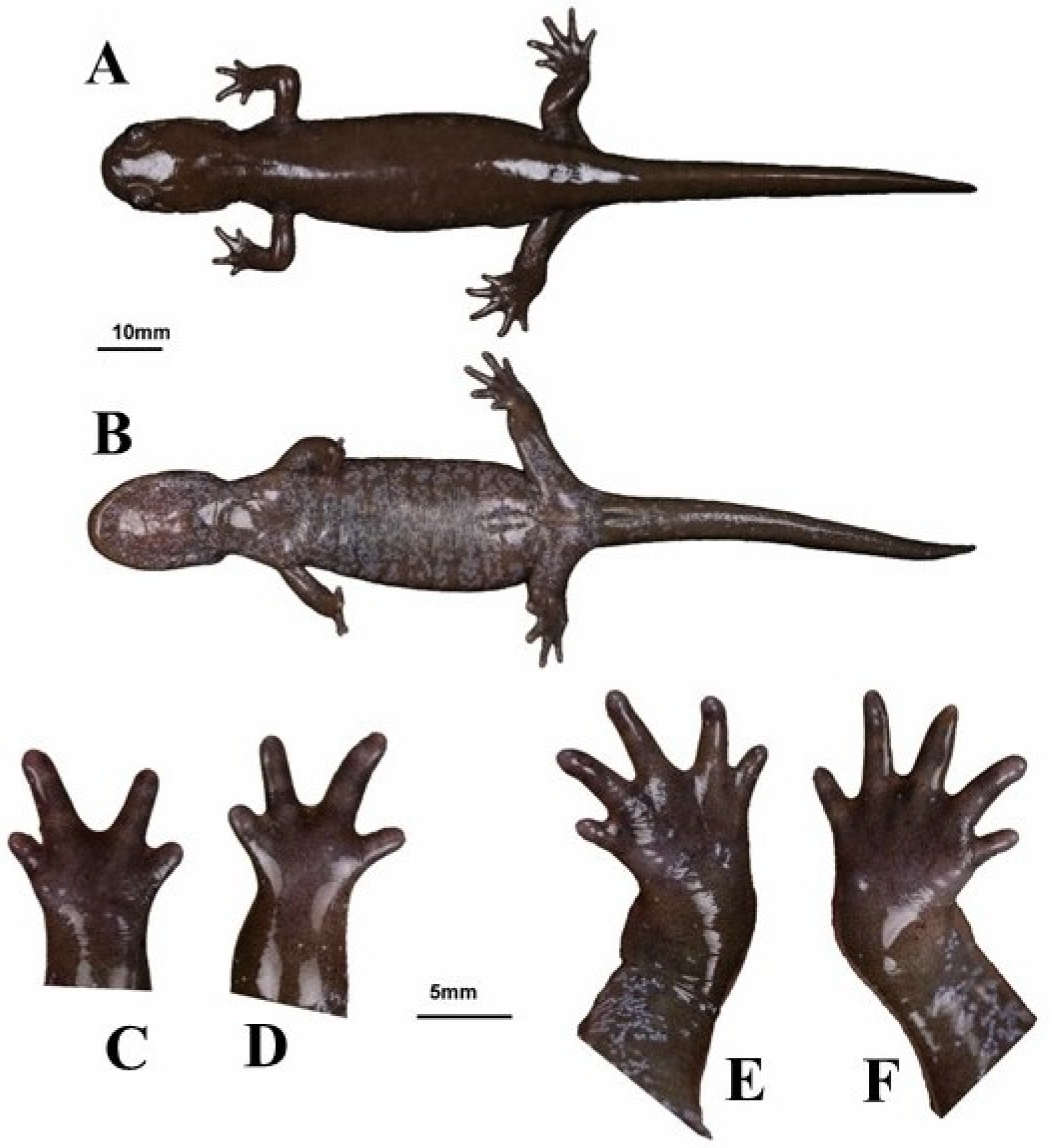 Animals 13 01661 g011 Animals 13 01661 g011