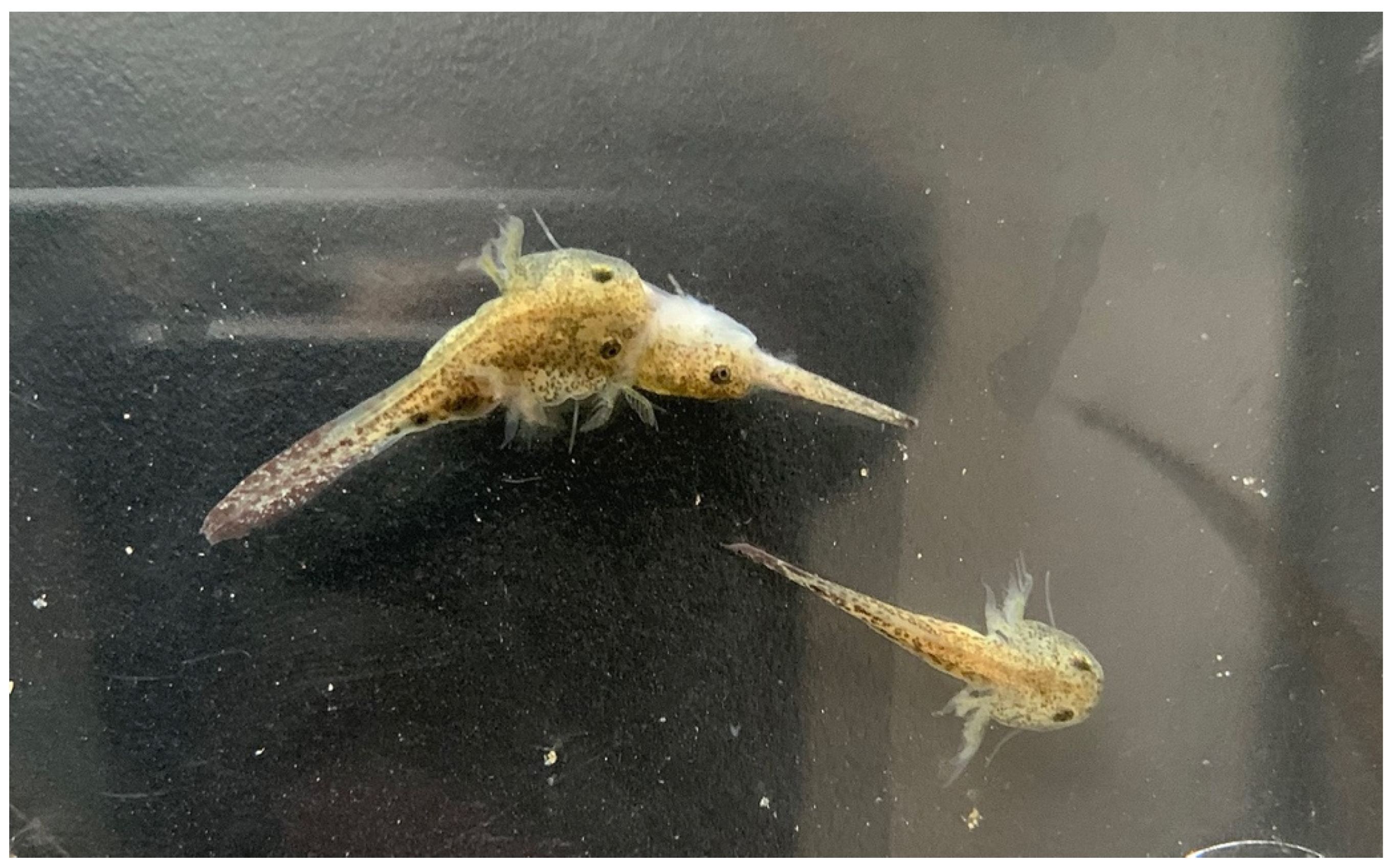 Animals 13 01661 g013 Animals 13 01661 g013