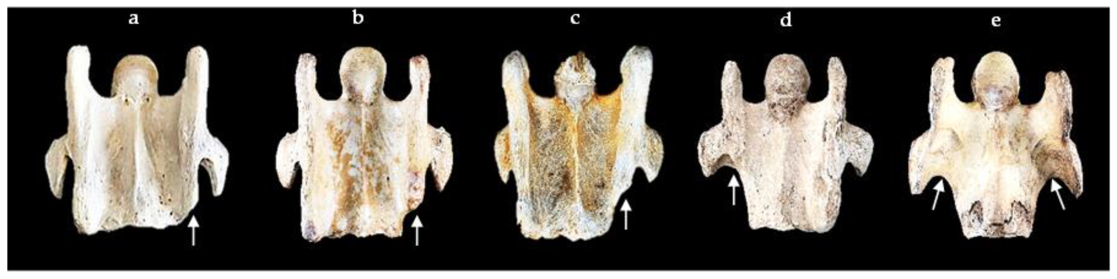 Animals 13 02384 g004