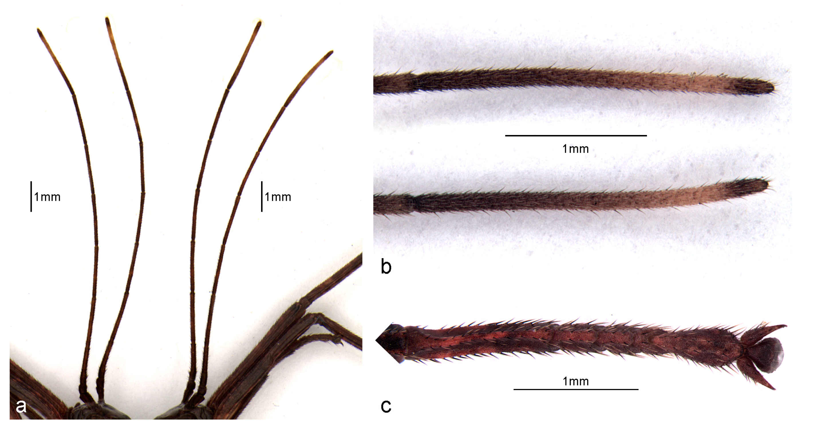 Animals 13 03474 g003 Animals 13 03474 g003