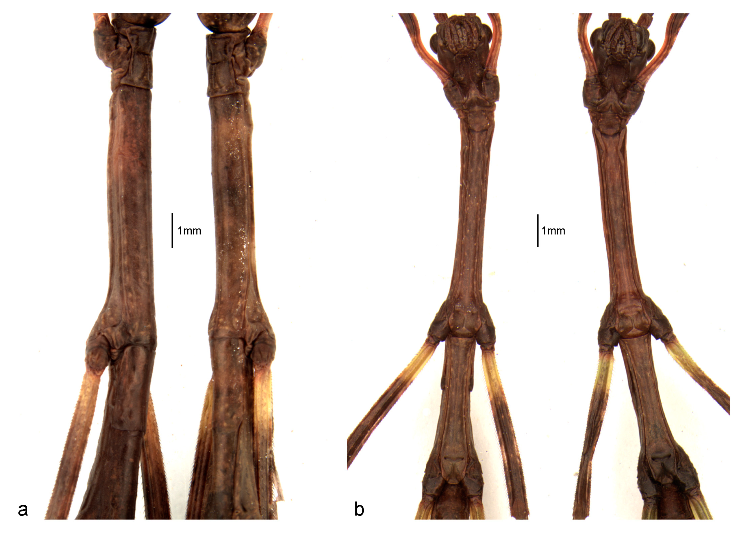 Animals 13 03474 g004 Animals 13 03474 g004