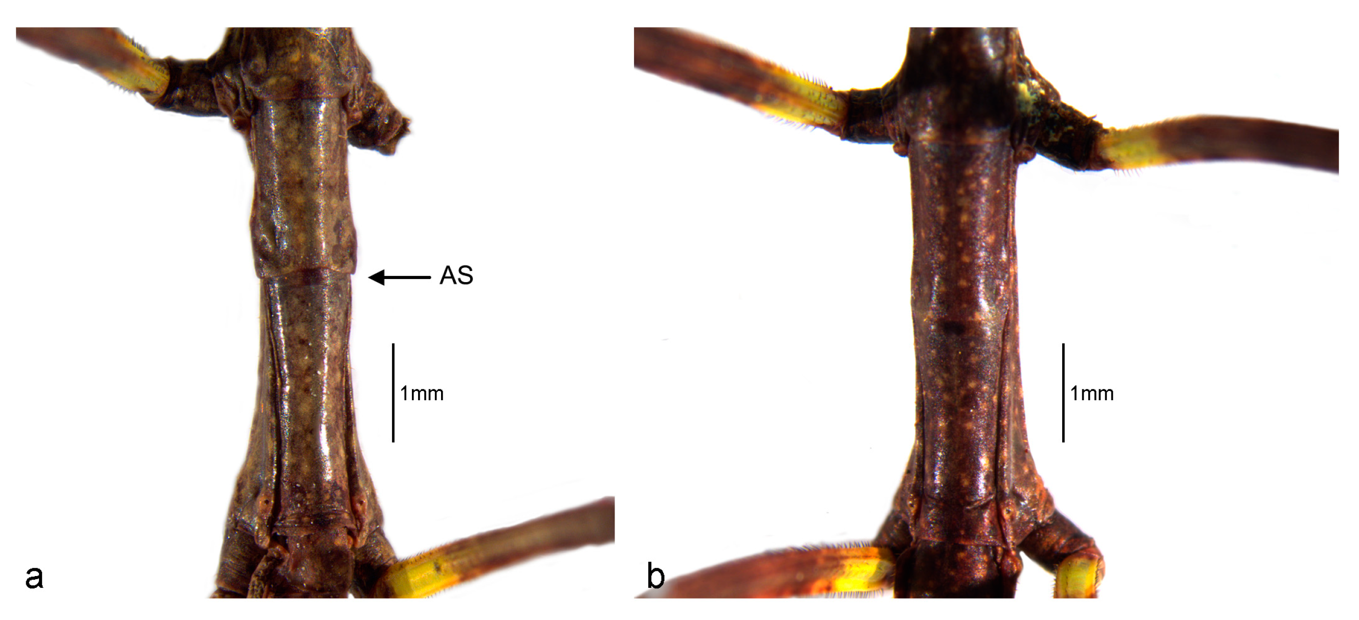 Animals 13 03474 g005 Animals 13 03474 g005