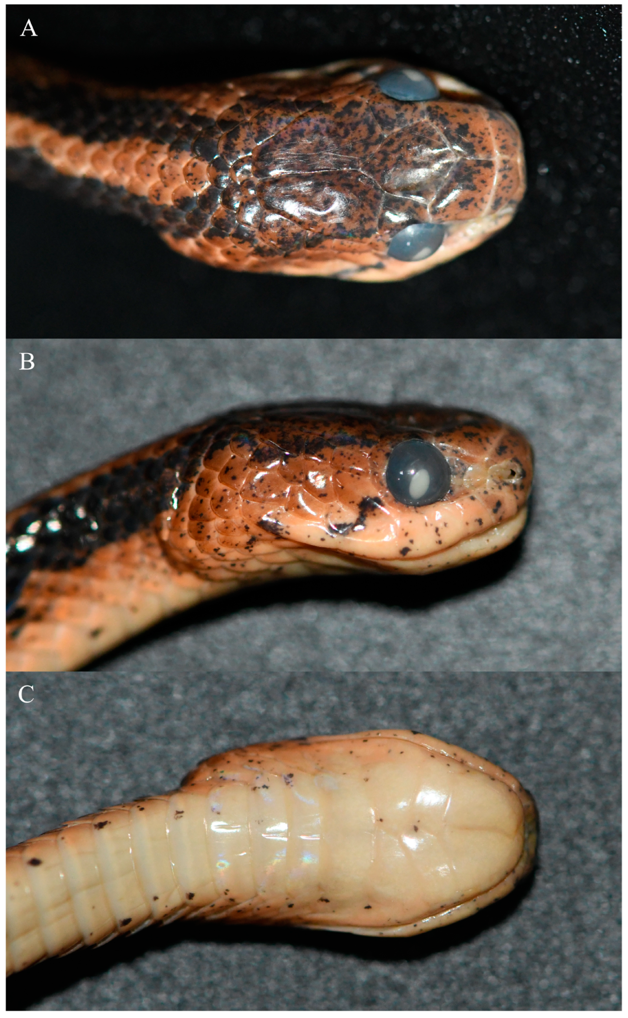 Animals 14 00421 g003