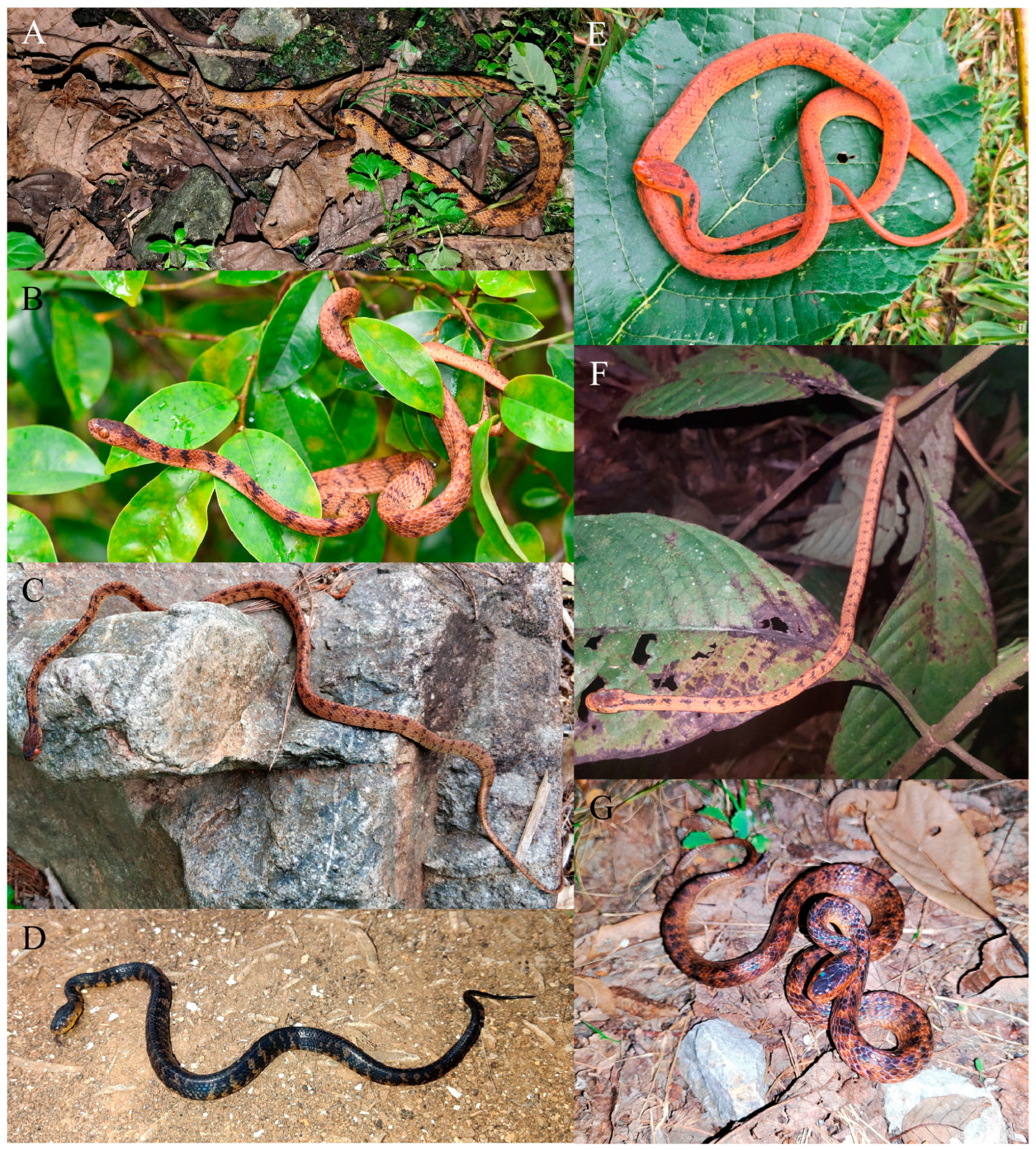 Animals 14 00421 g007