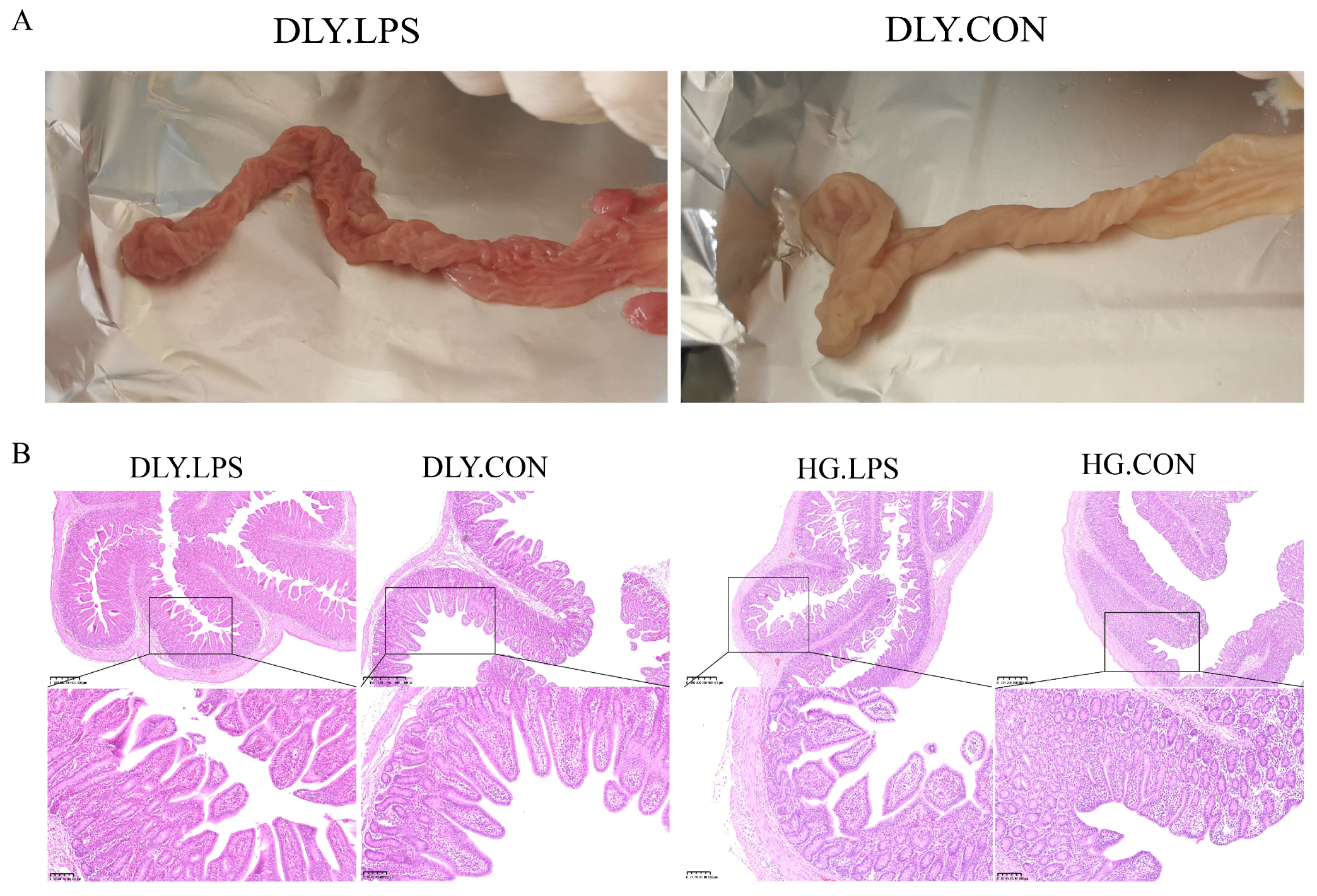 Animals 14 00665 g001