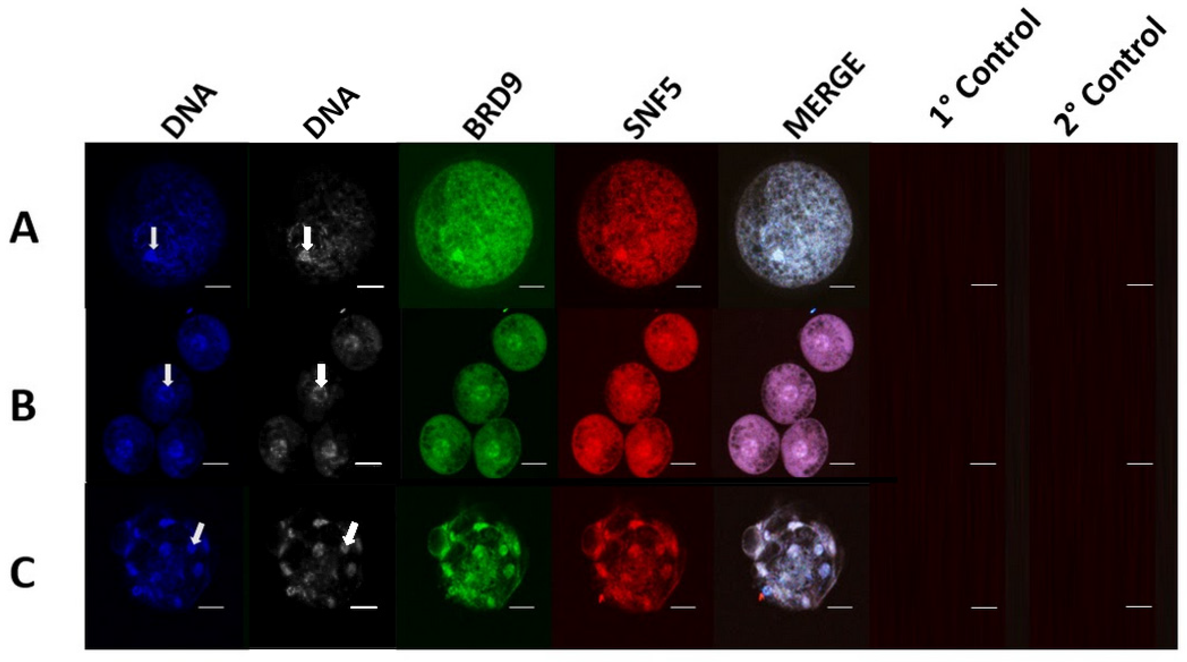 Animals 14 00773 g001