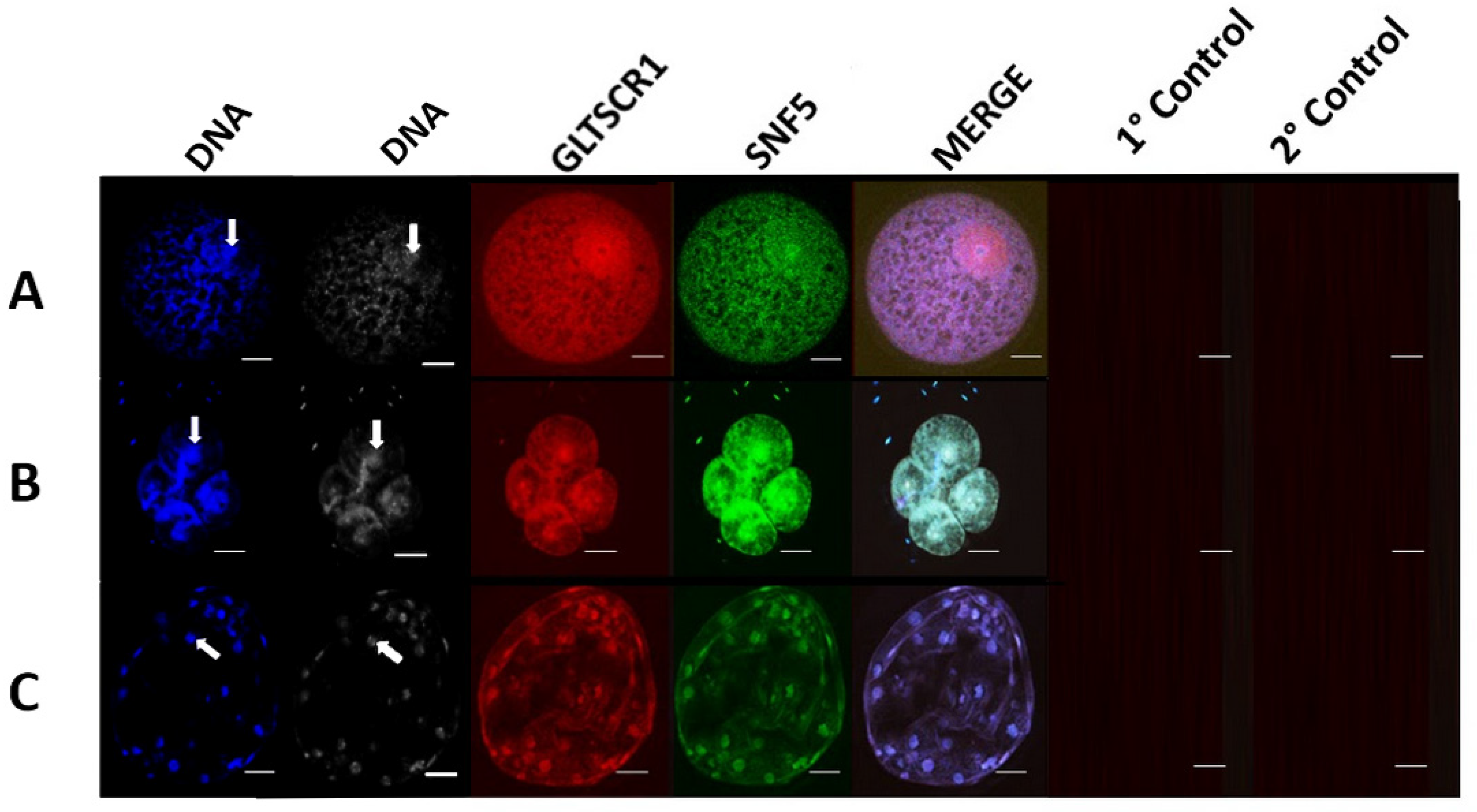 Animals 14 00773 g003