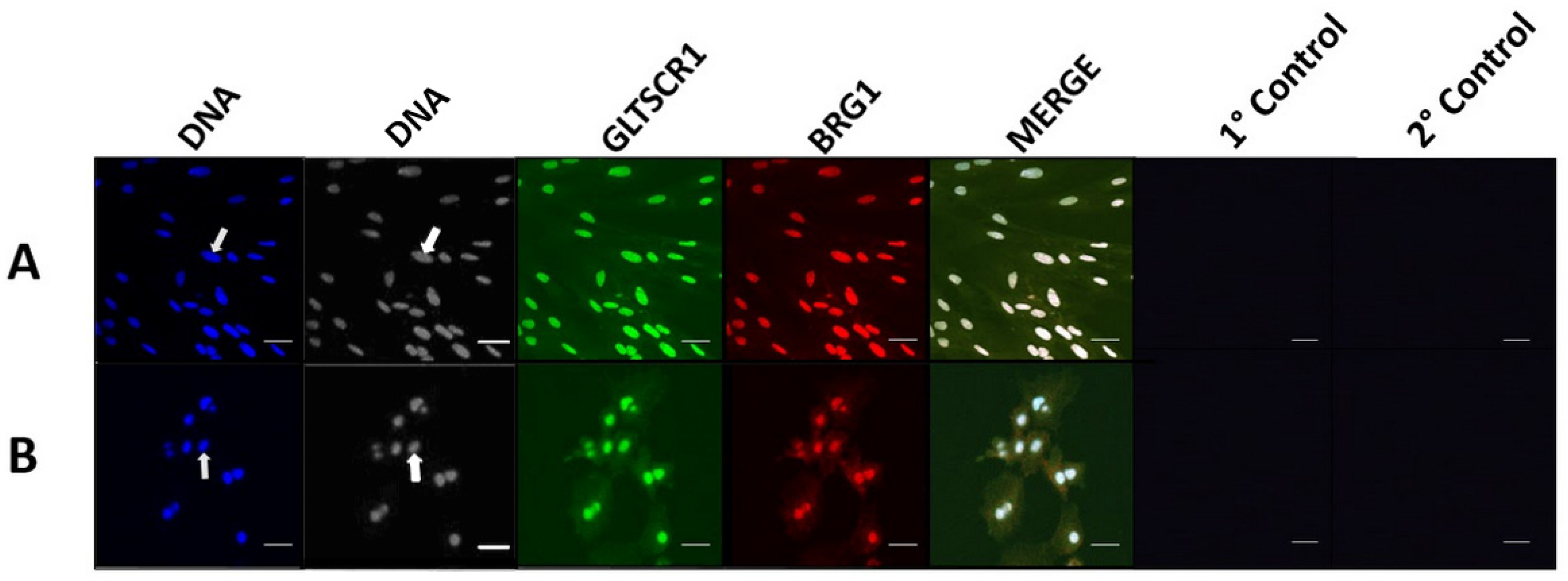 Animals 14 00773 g004