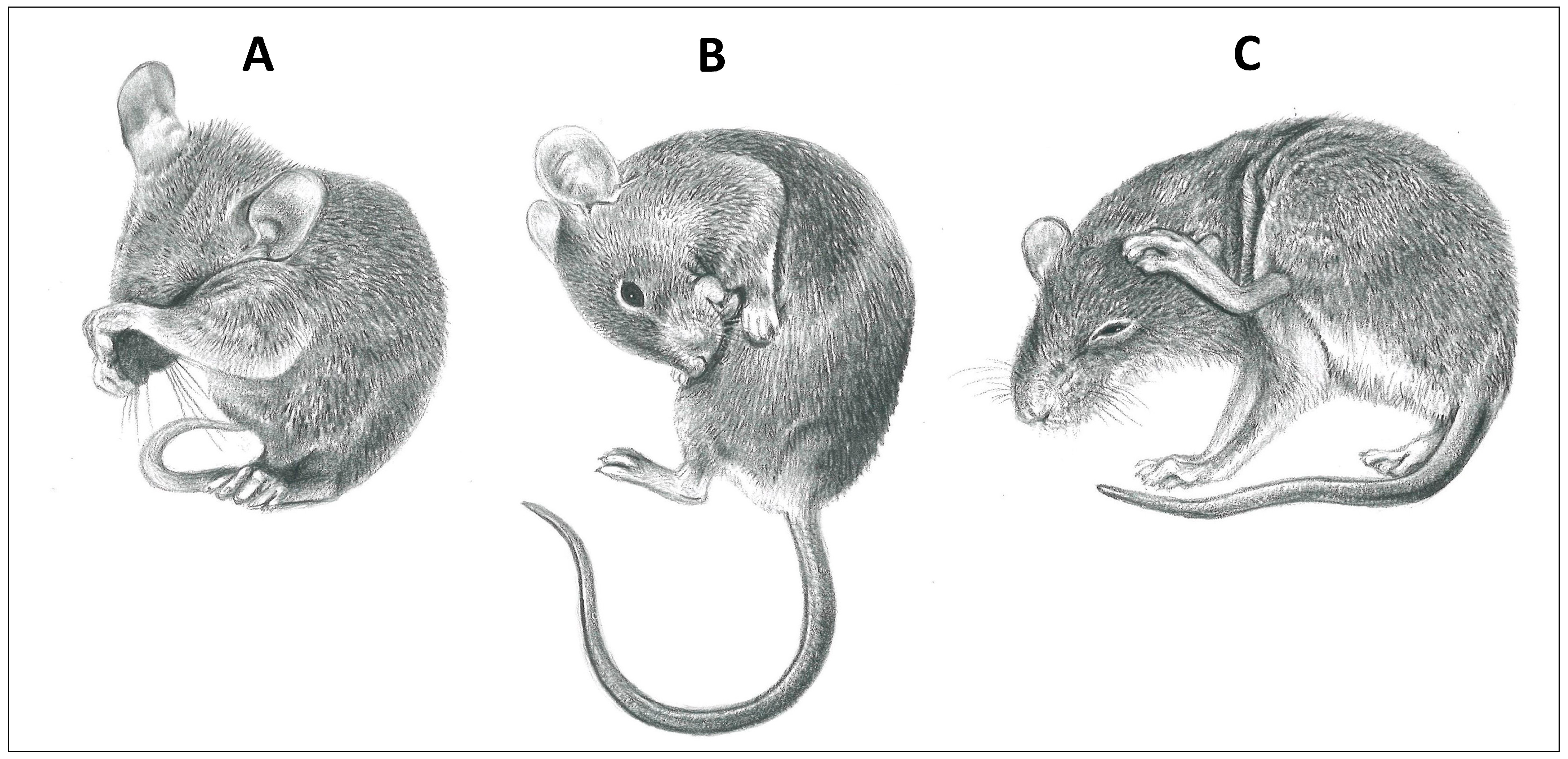 Animals 14 01266 g002