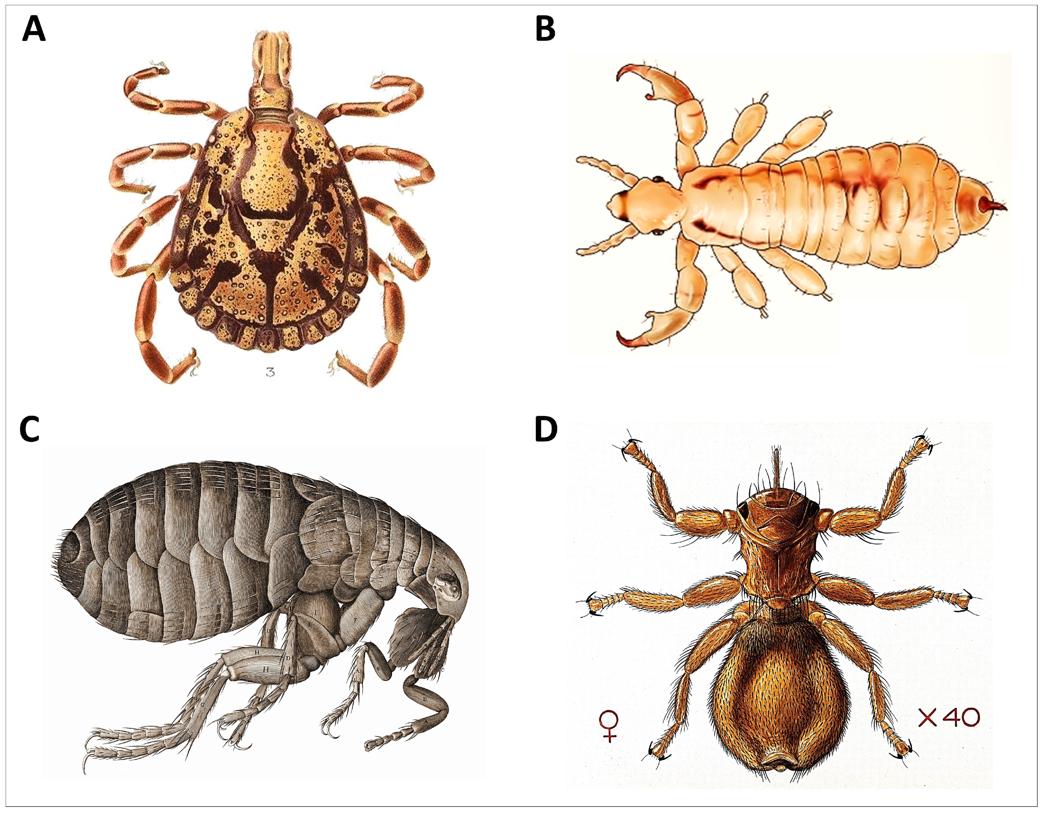 Animals 14 01266 g004