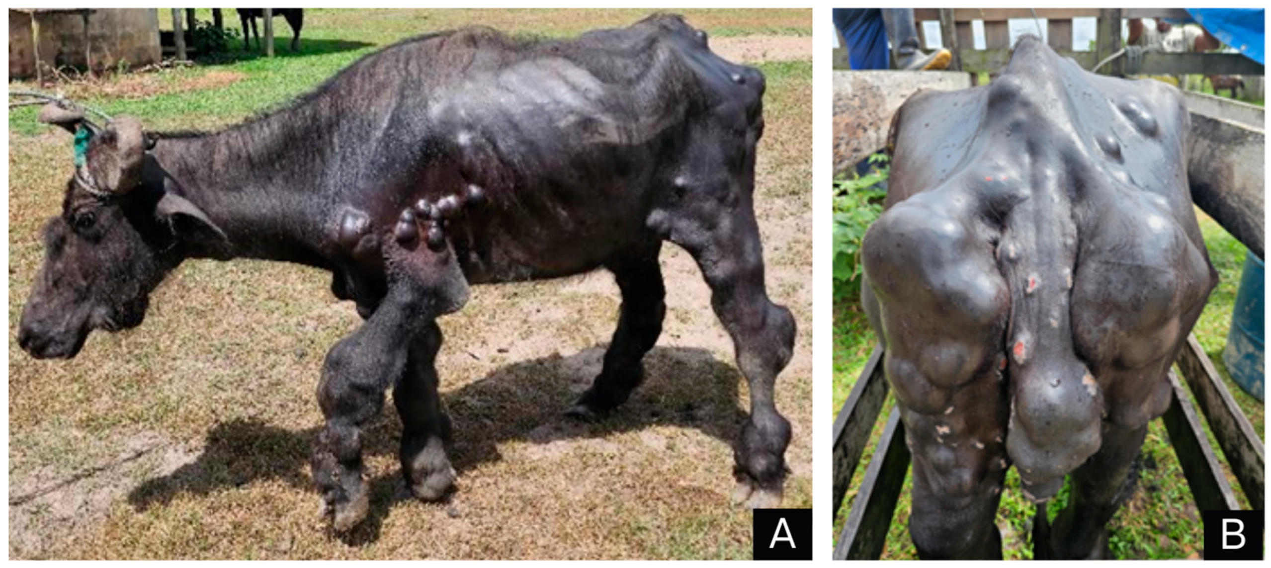 Animals 14 01328 g001 Animals 14 01328 g001