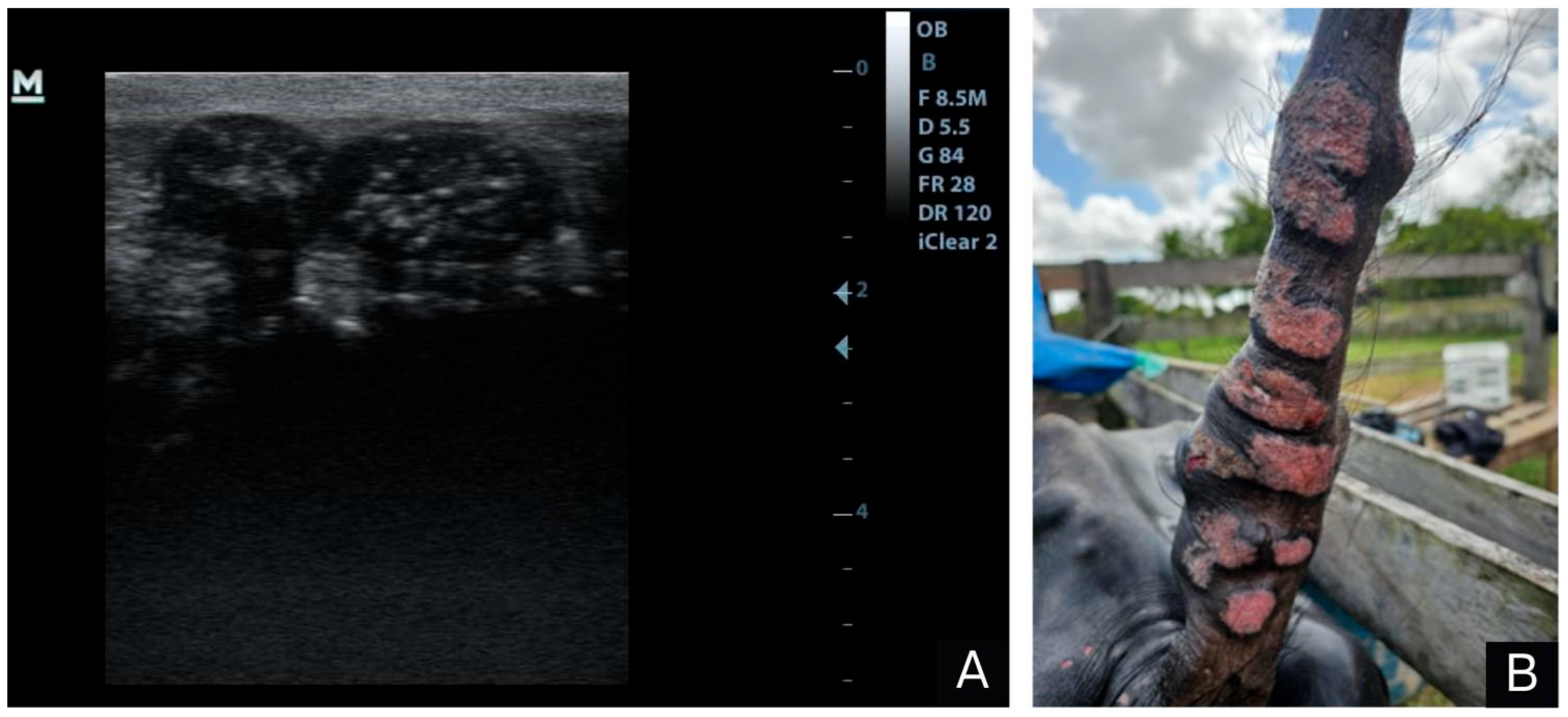 Animals 14 01328 g002 Animals 14 01328 g002