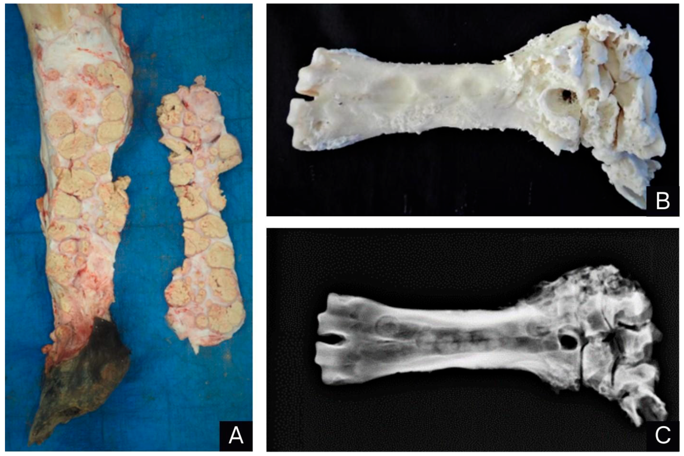 Animals 14 01328 g003 Animals 14 01328 g003