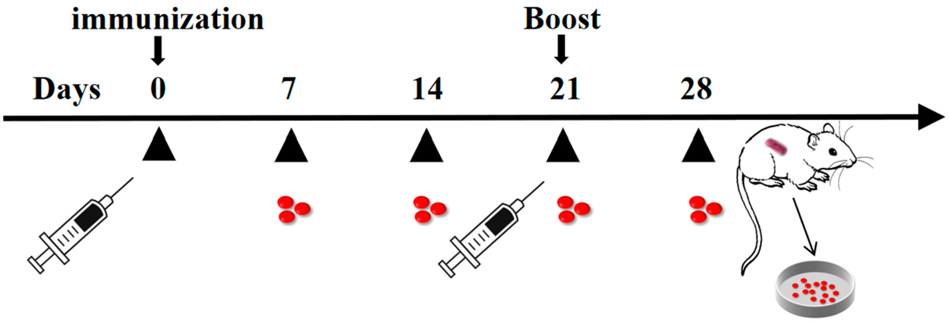 Animals 14 01331 g001