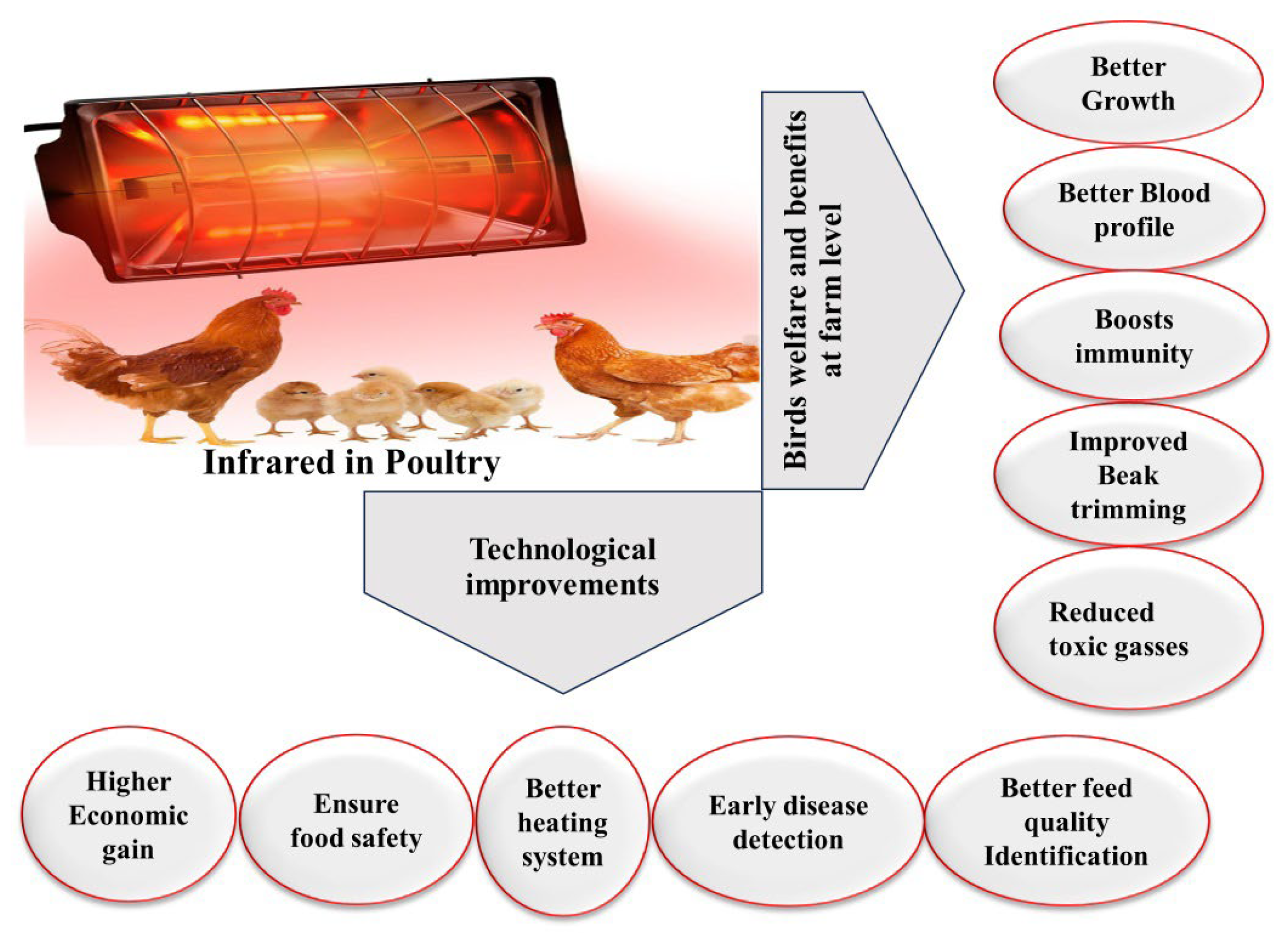 Animals 14 01431 g003