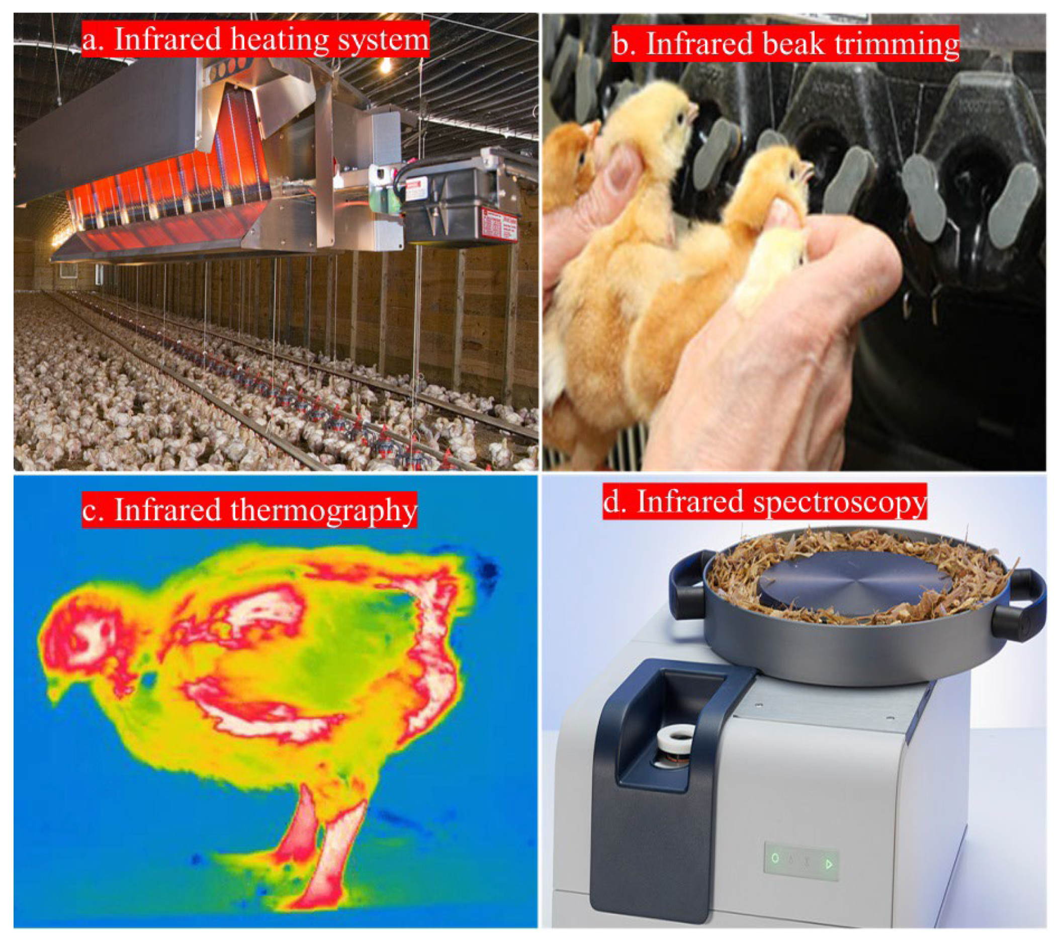 Animals 14 01431 g004