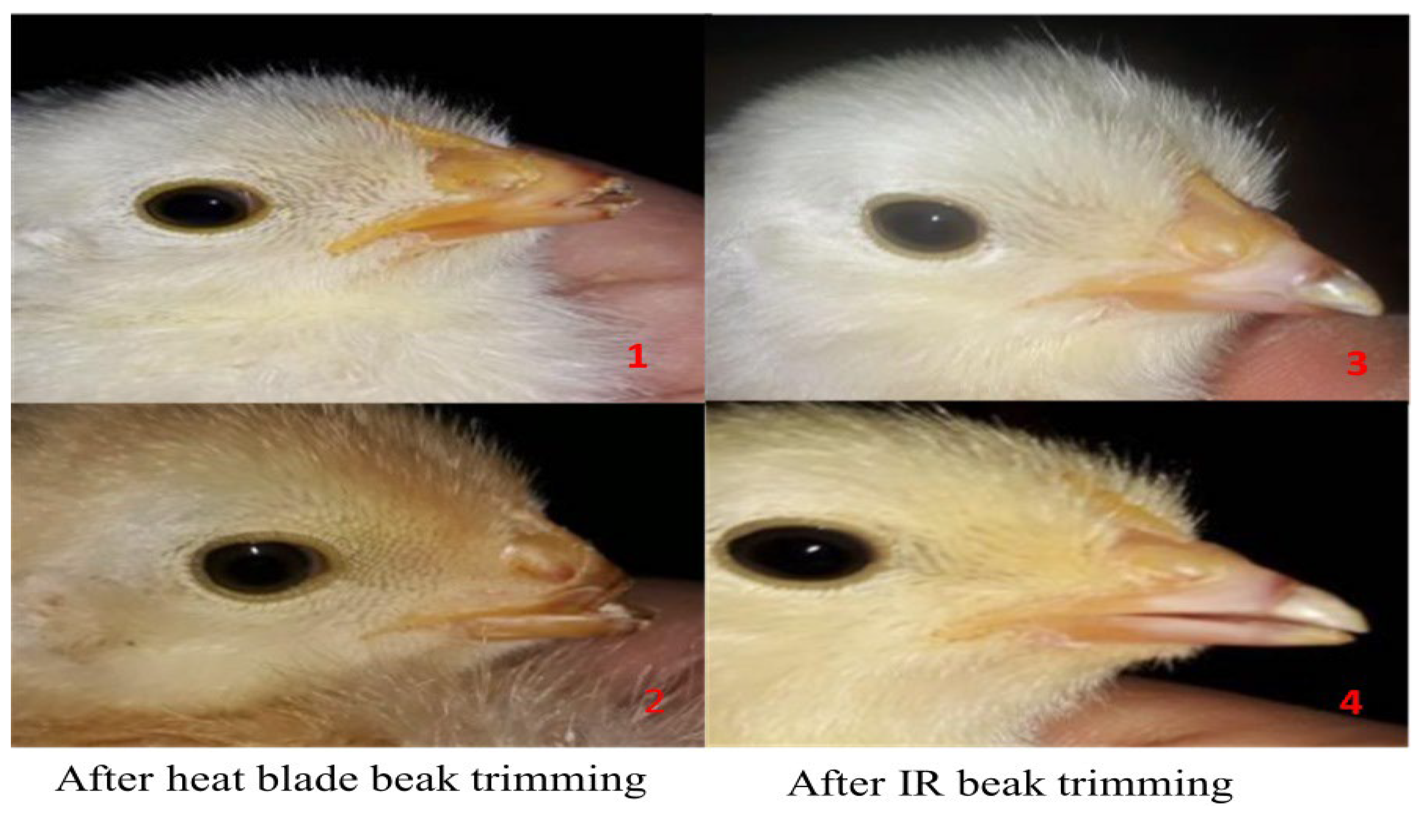 Animals 14 01431 g005