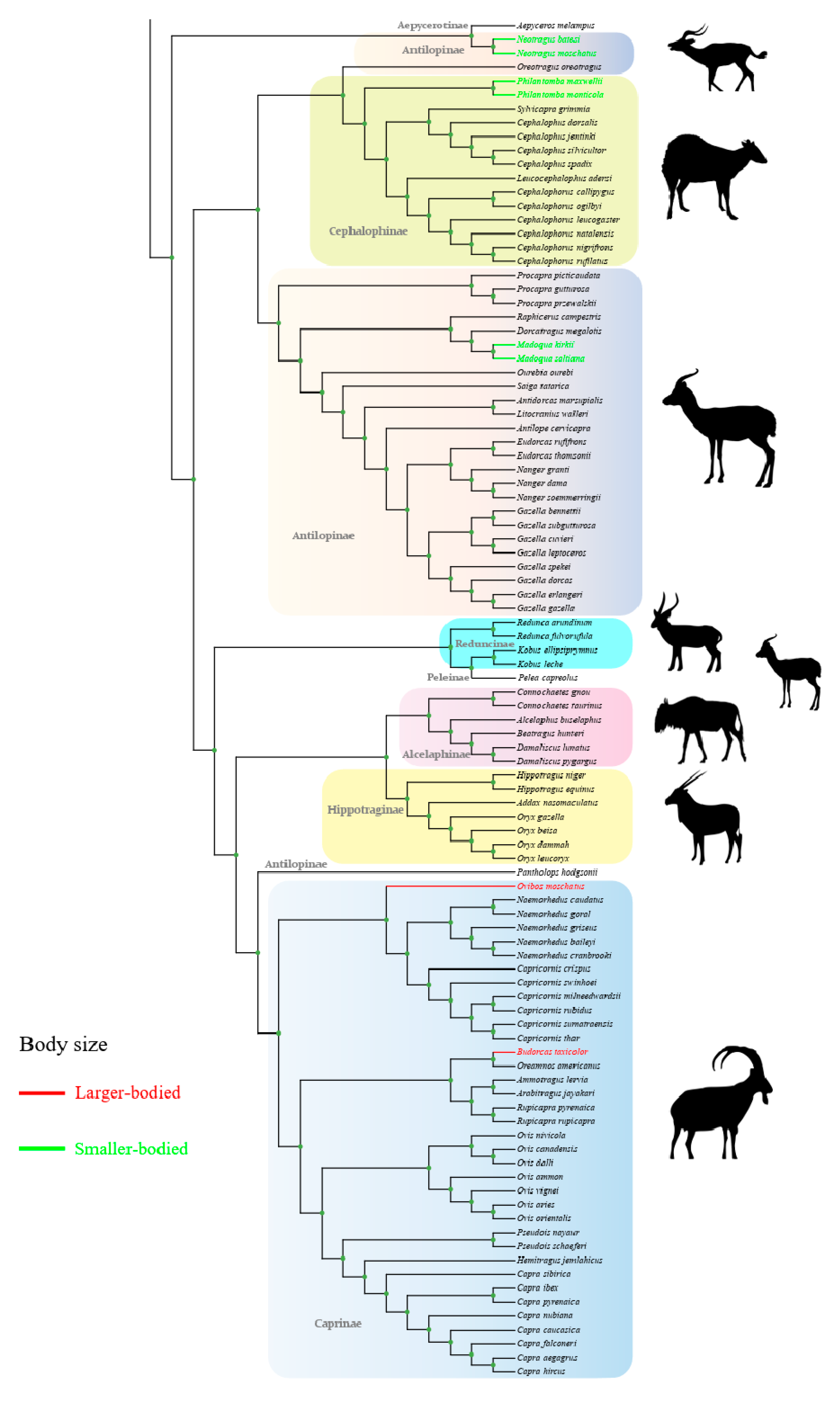 Animals 14 01434 g001b