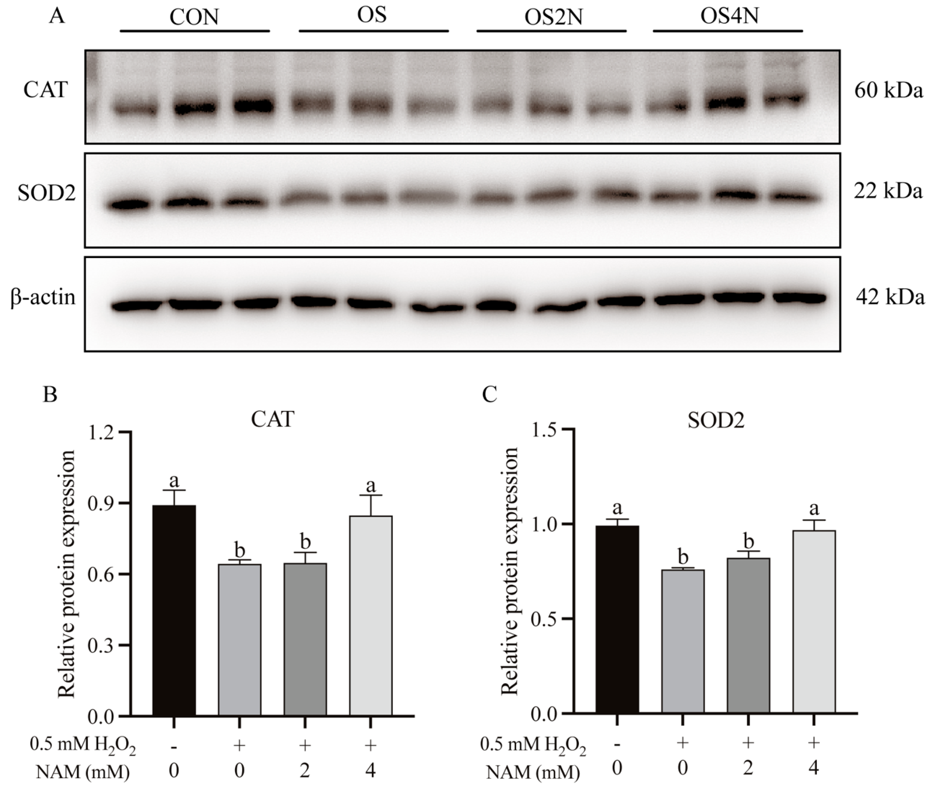 Animals 14 01483 g002