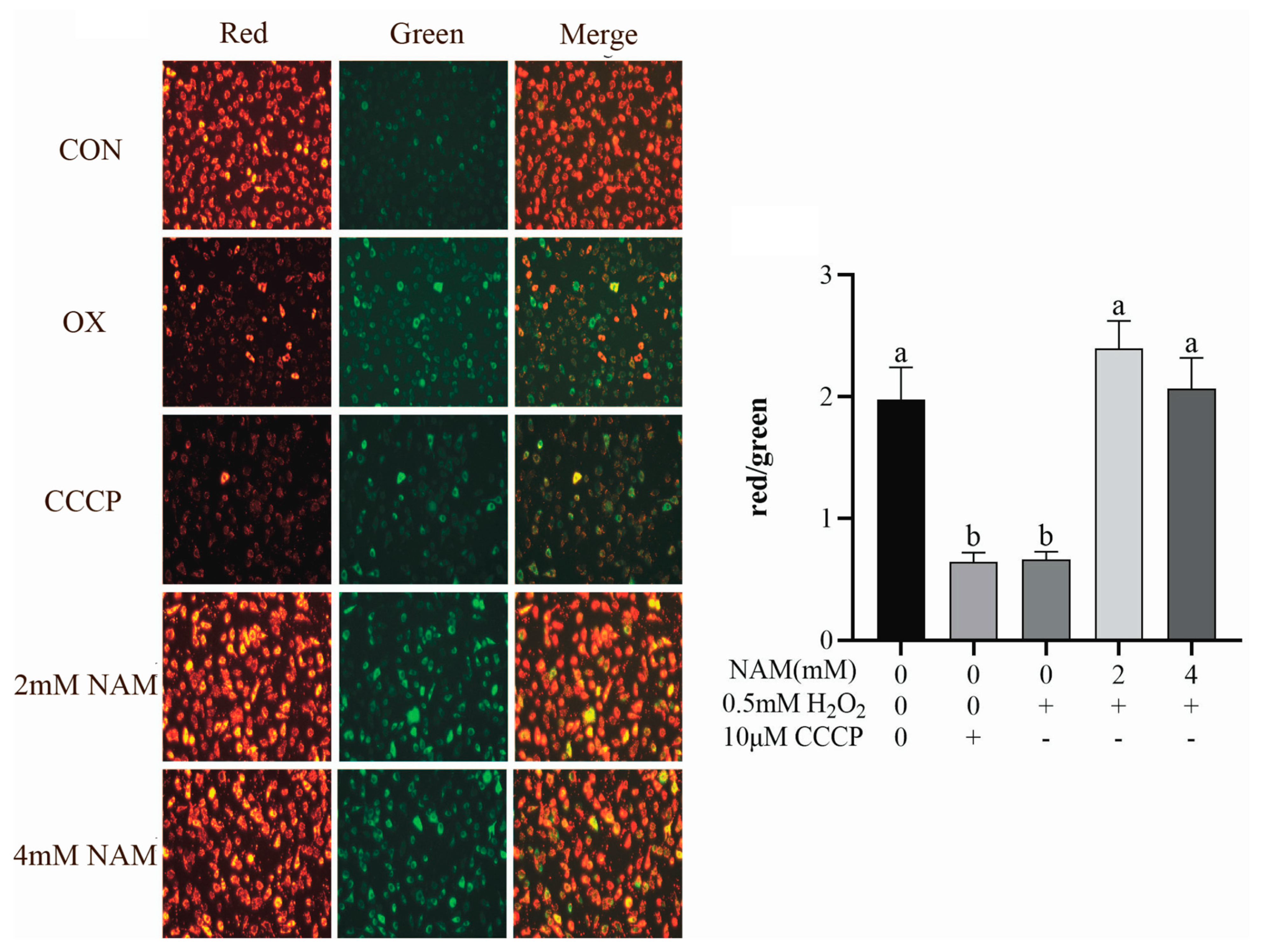 Animals 14 01483 g005