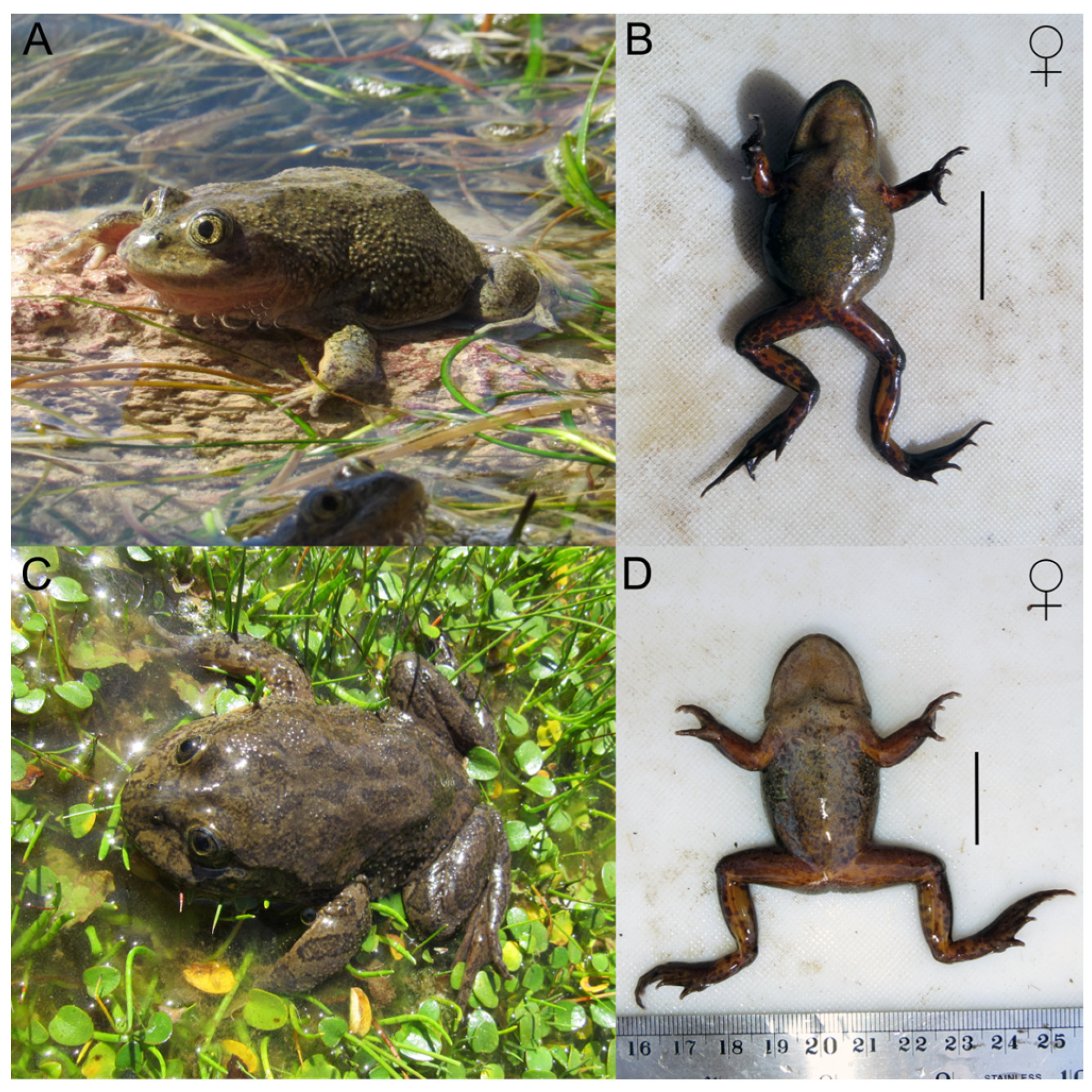 Animals 14 03612 g005