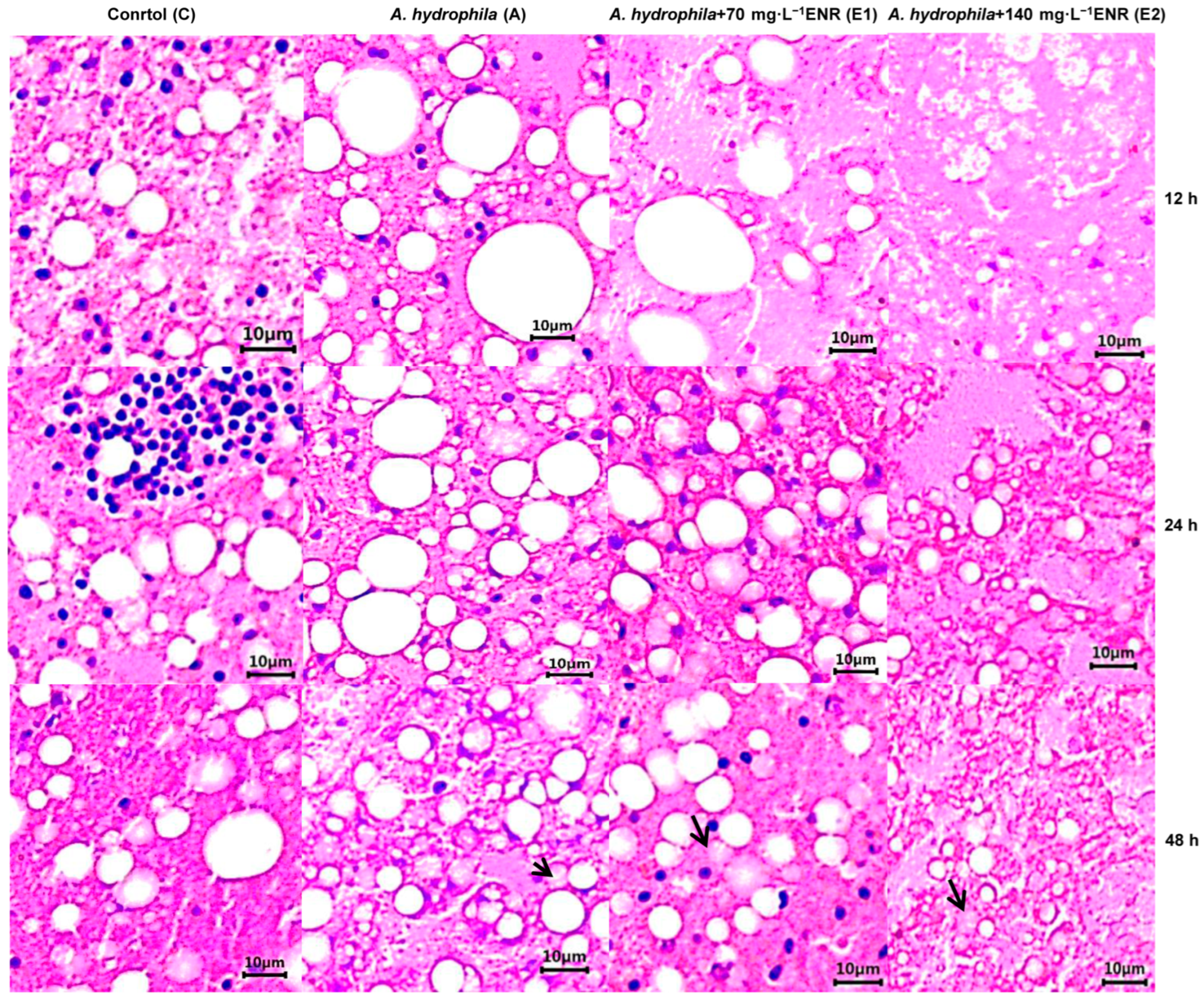 Animals 15 02962 g002 Animals 15 02962 g002