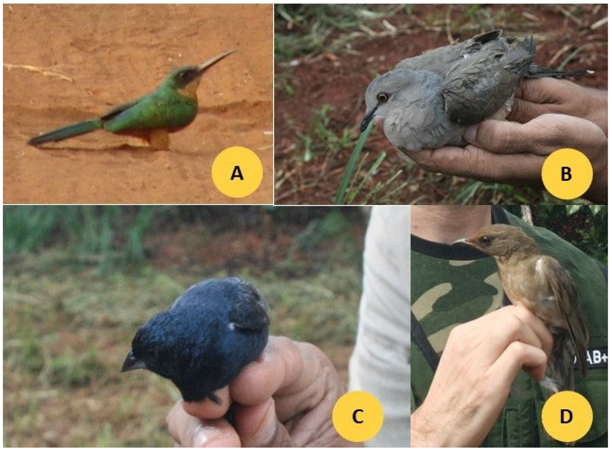 Animals 15 03208 g002 Animals 15 03208 g002