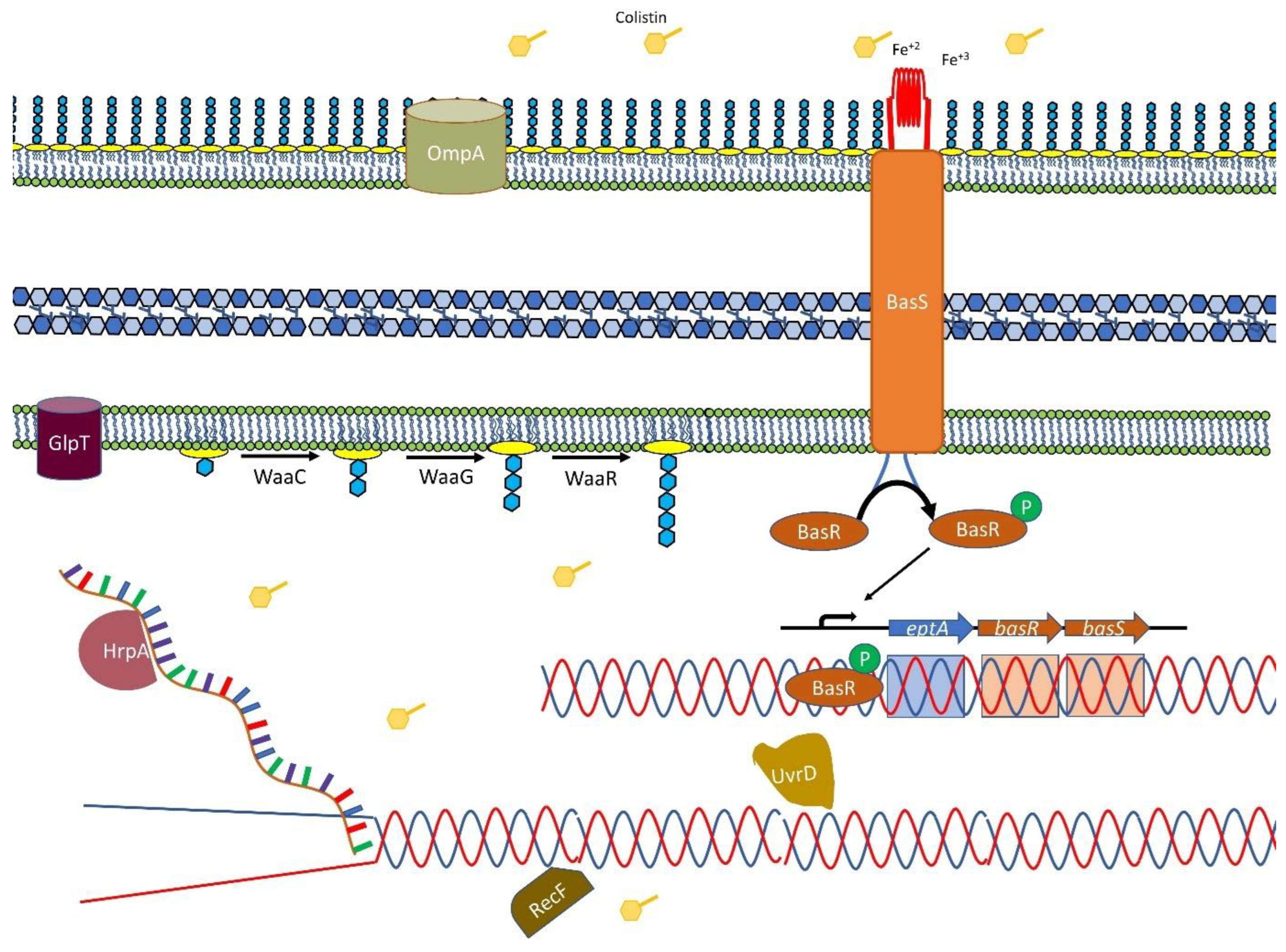 Antibiotics 11 01668 g003