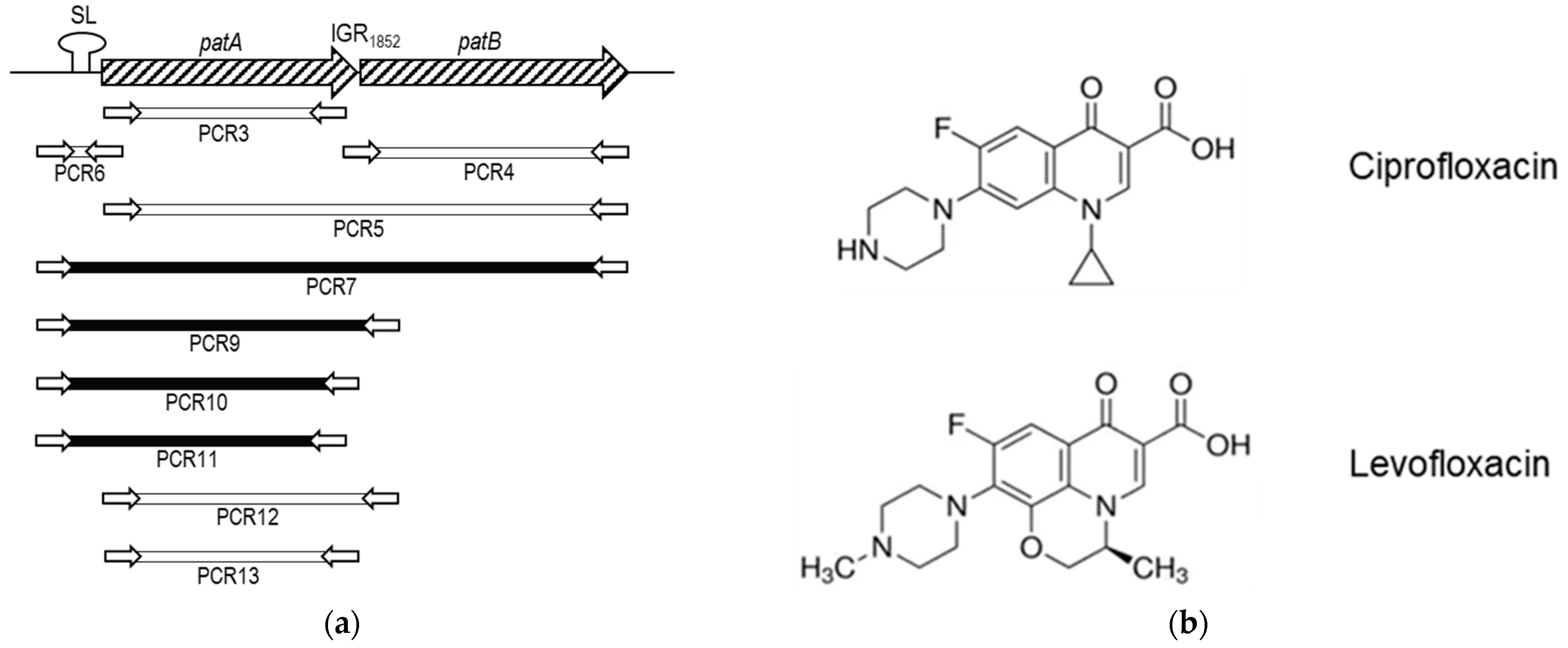 Antibiotics Free Full Text Role Of PatAB Transporter In Efflux Of