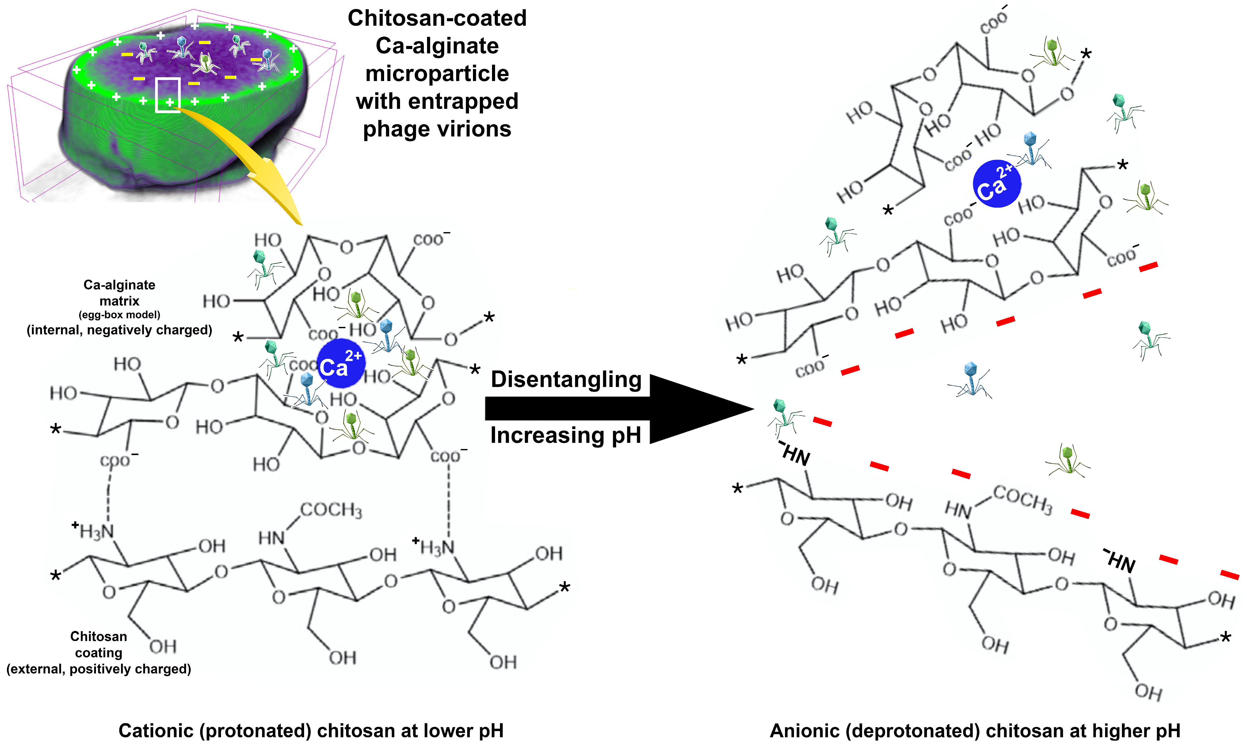 Antibiotics 12 00988 g010