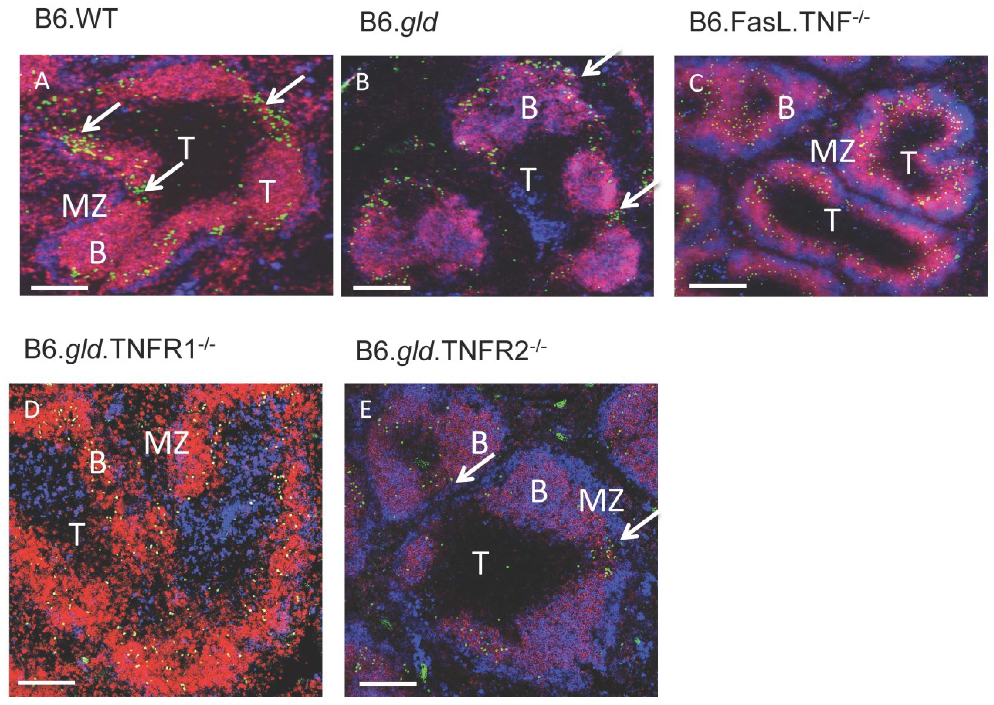 Antibodies 04 00001 g002