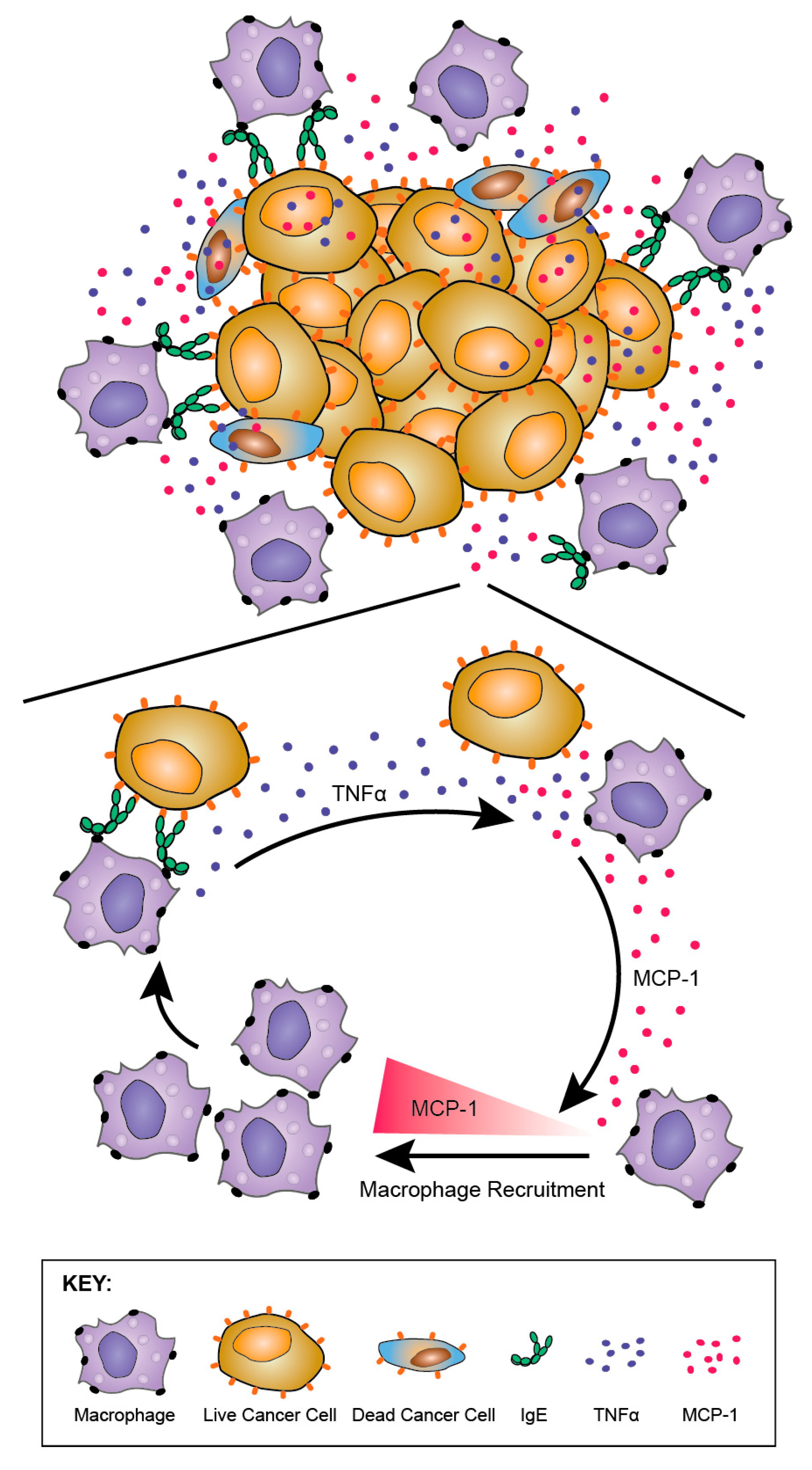 Antibodies 08 00019 g012