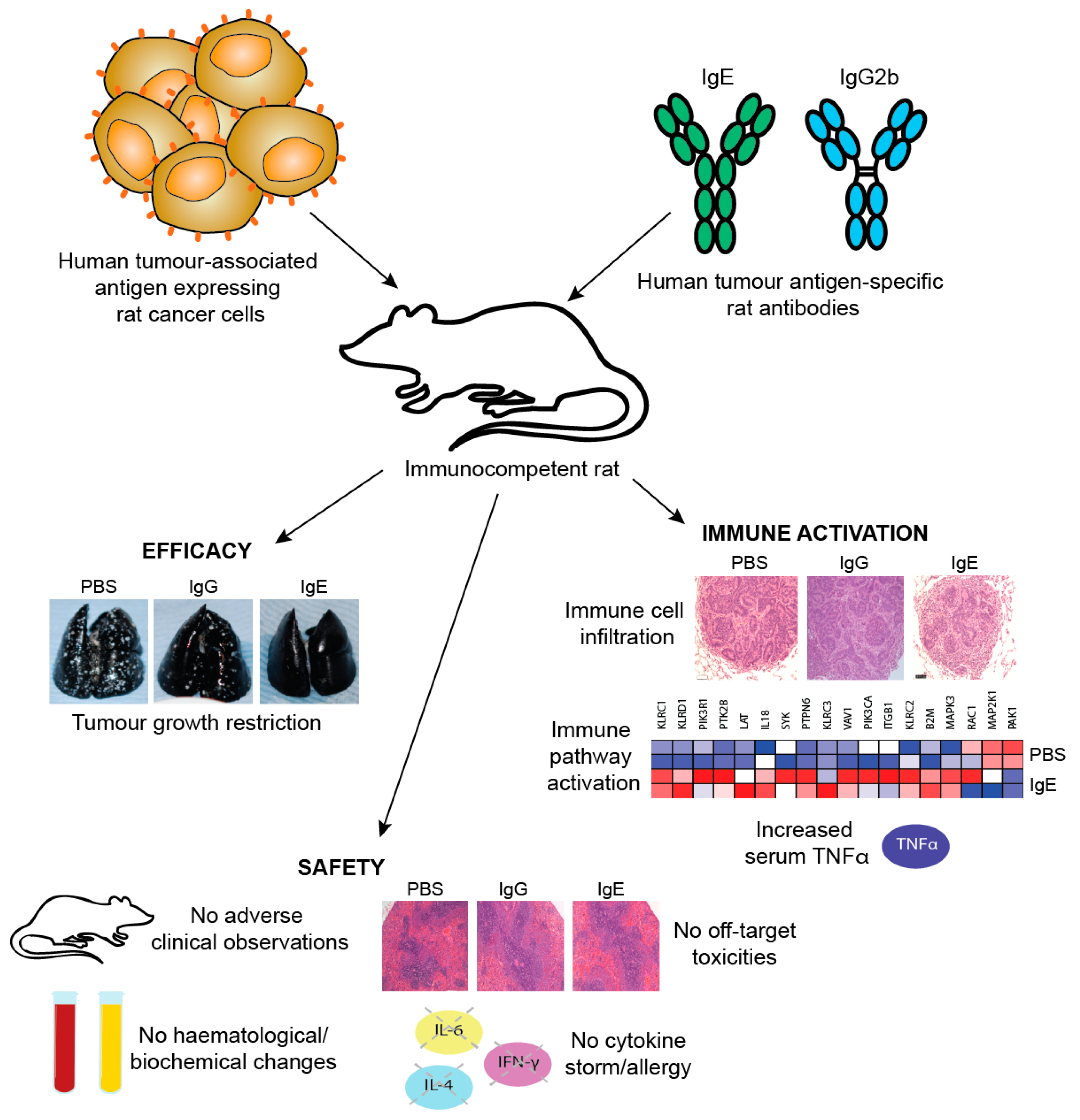 Antibodies 08 00019 g013