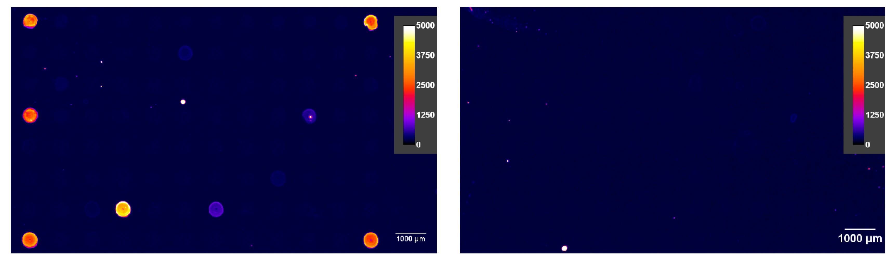 Antibodies 09 00001 g010