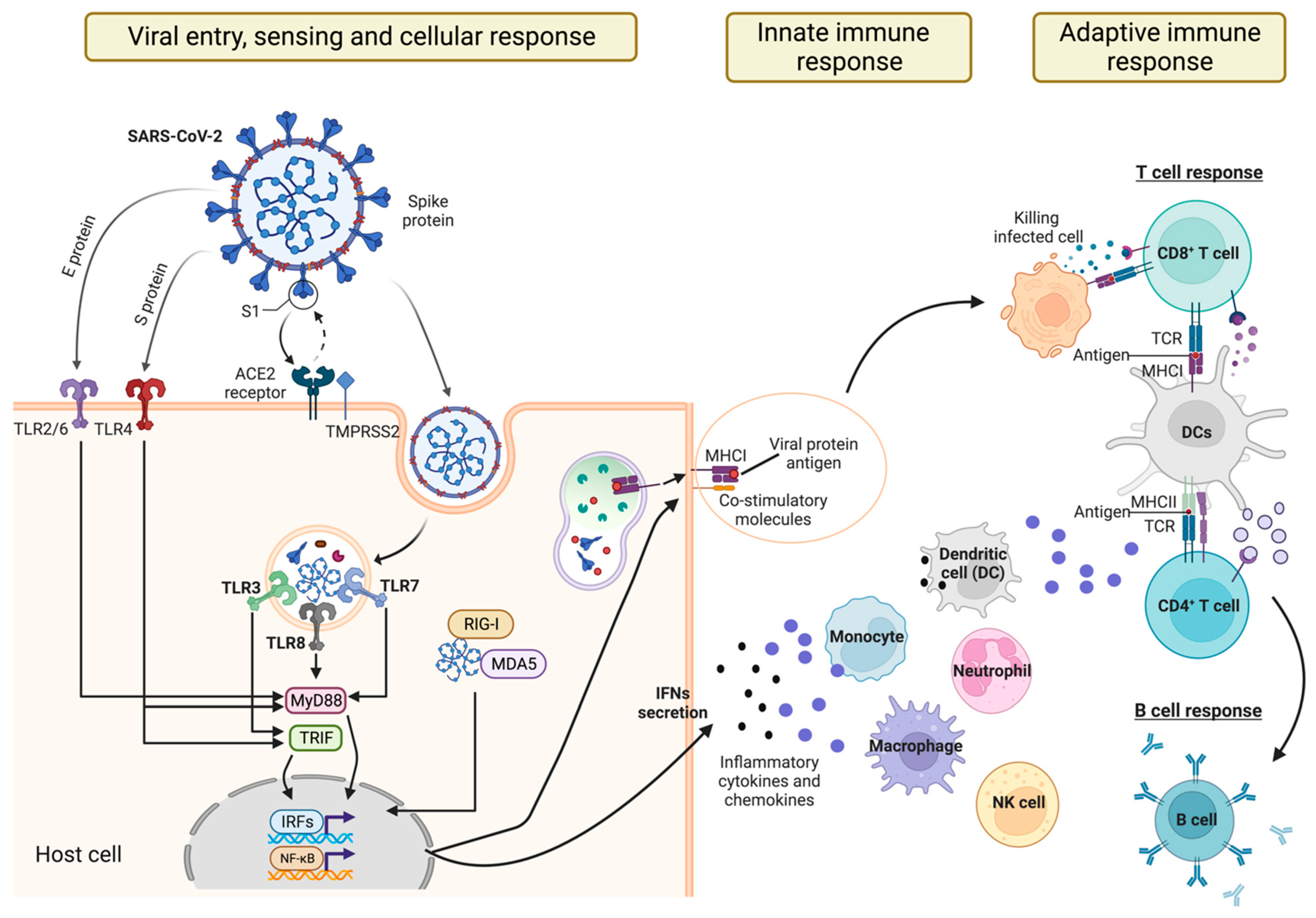 Antibodies 13 00013 g001