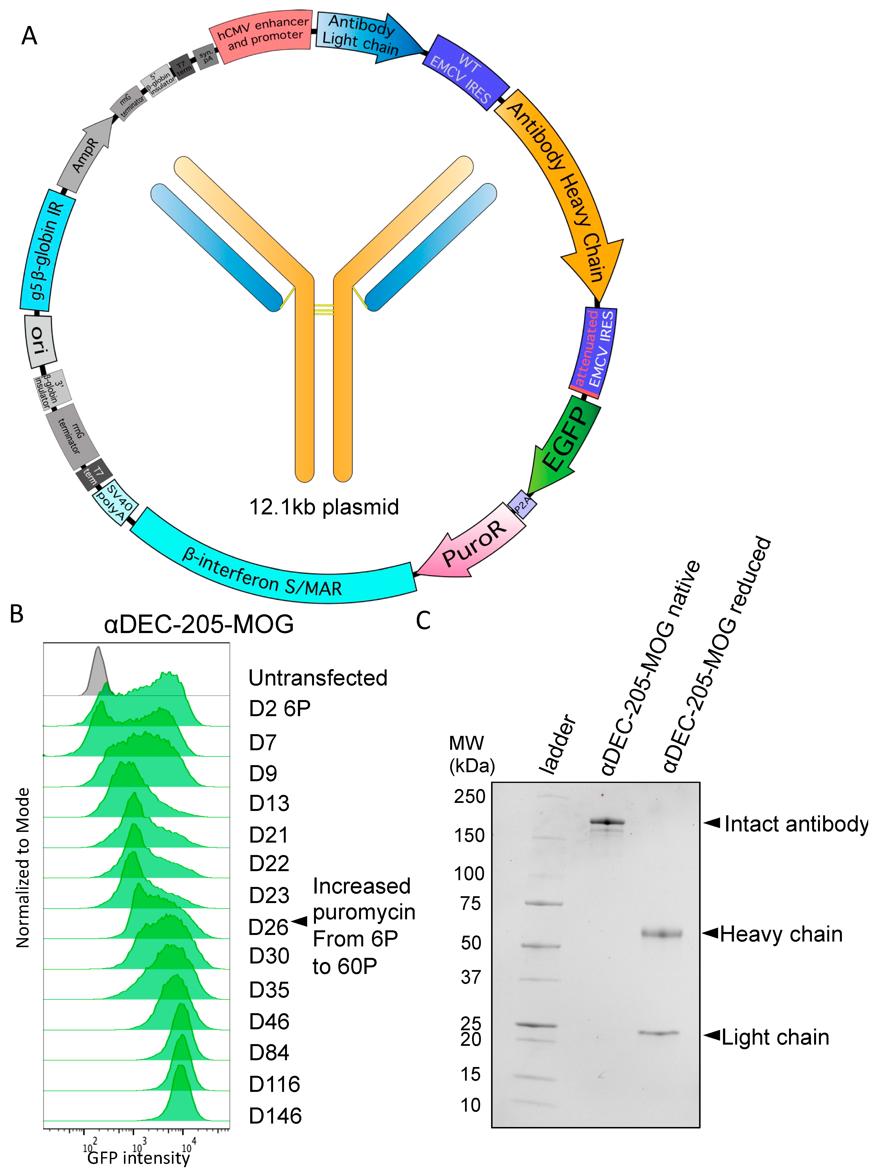Antibodies 13 00018 g002