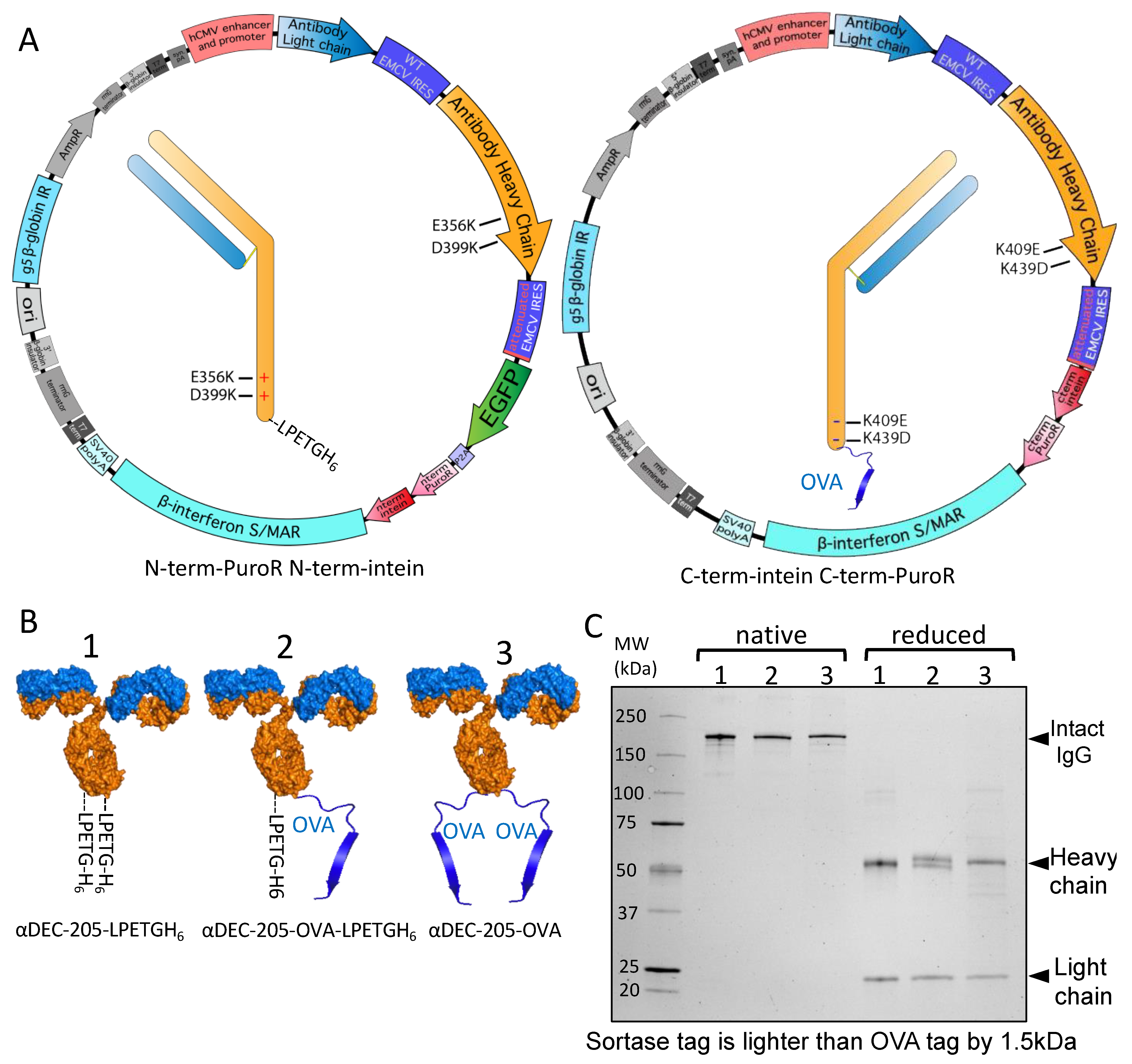 Antibodies 13 00018 g004