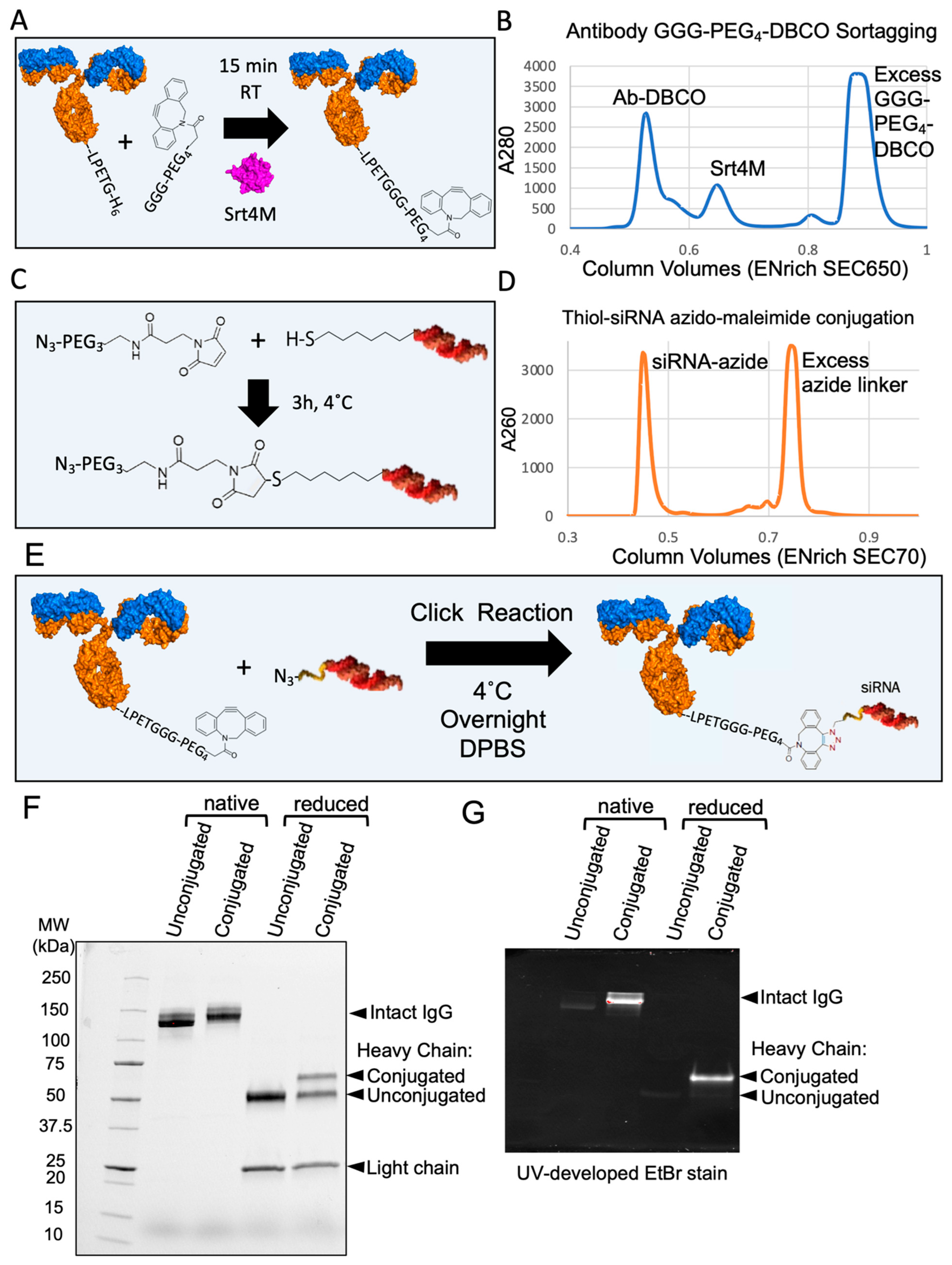Antibodies 13 00018 g005