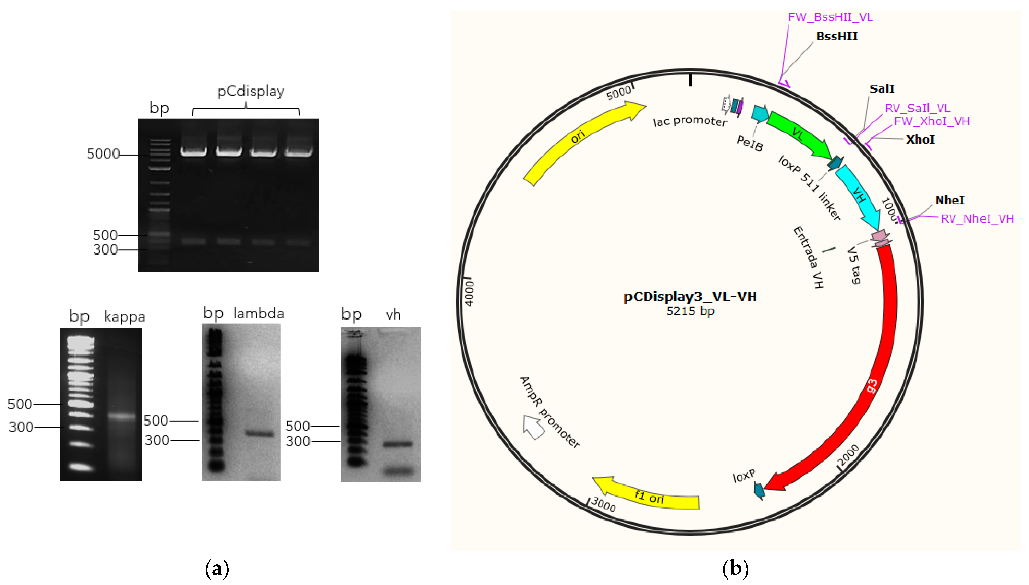 Antibodies 13 00020 g002