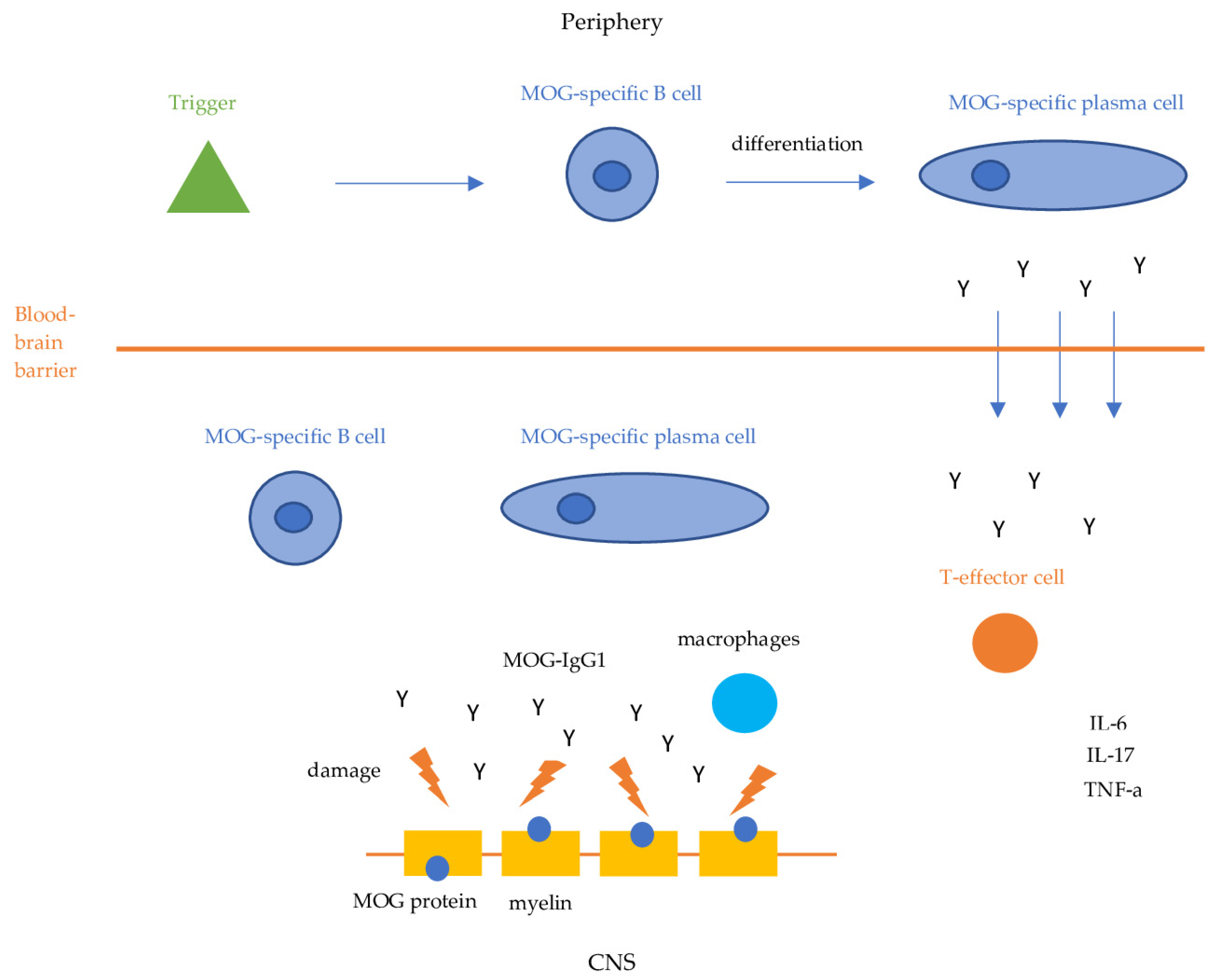 Antibodies 13 00043 g001