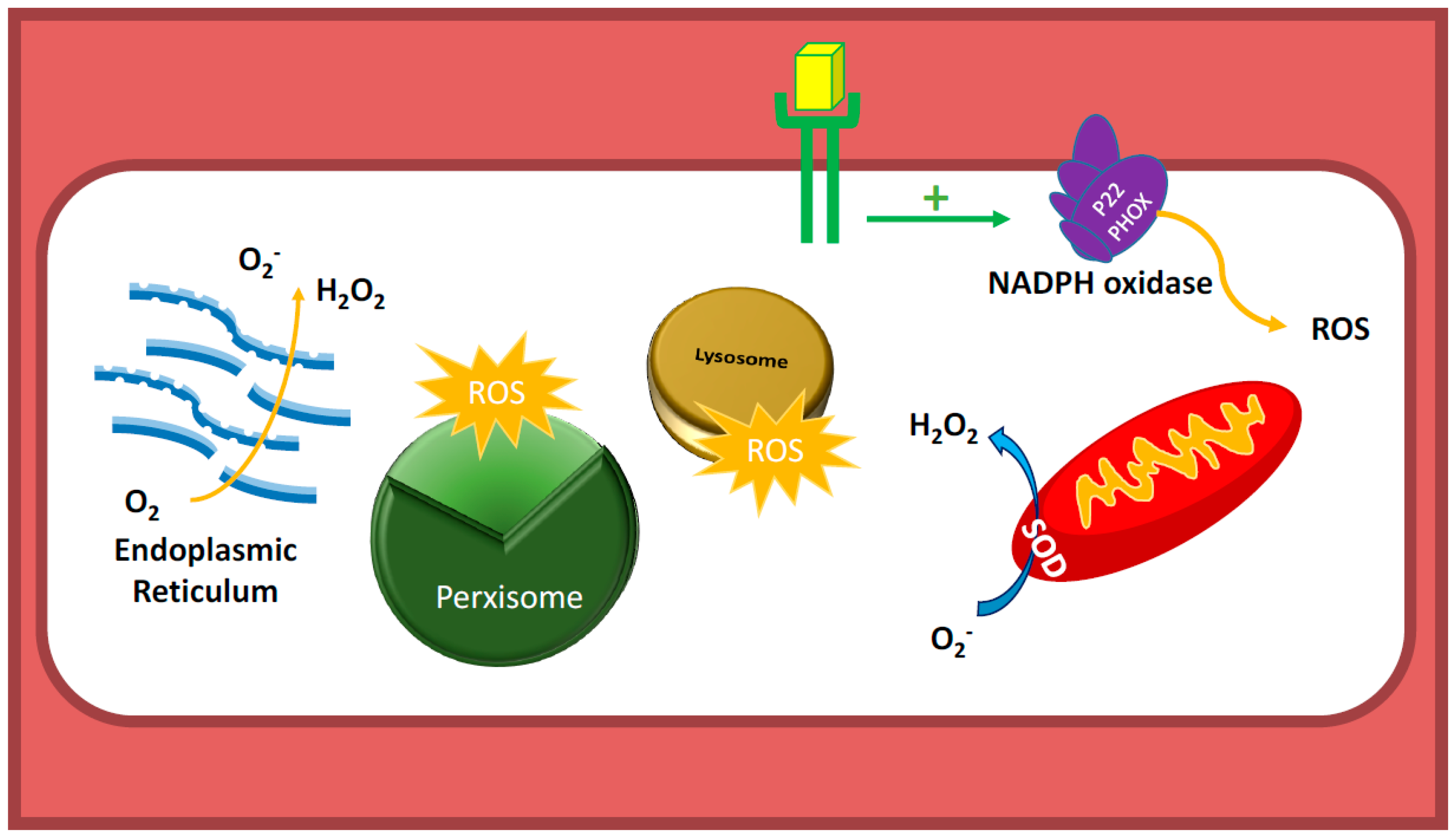 Antioxidants Free Full Text Subcellular Reactive Oxygen Species 