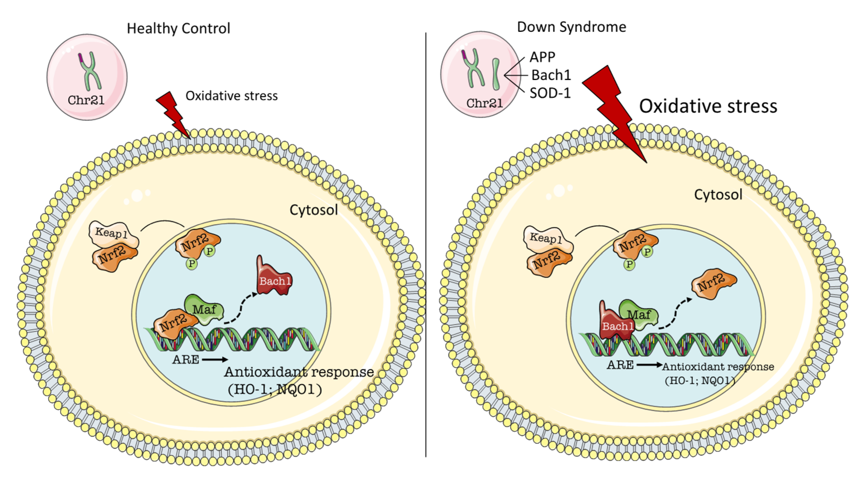 Antioxidants 09 00779 g001