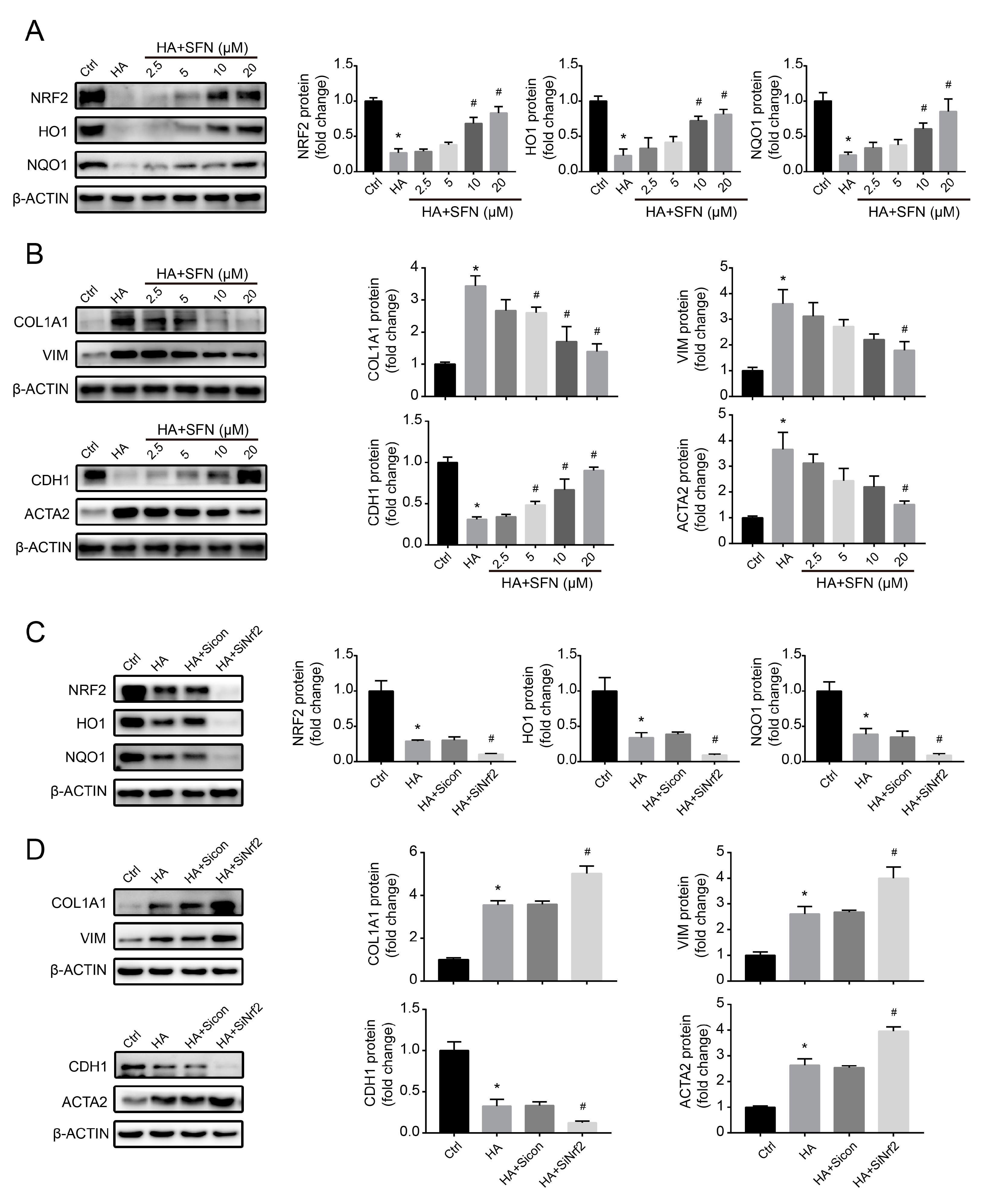 Antioxidants 09 00783 g005