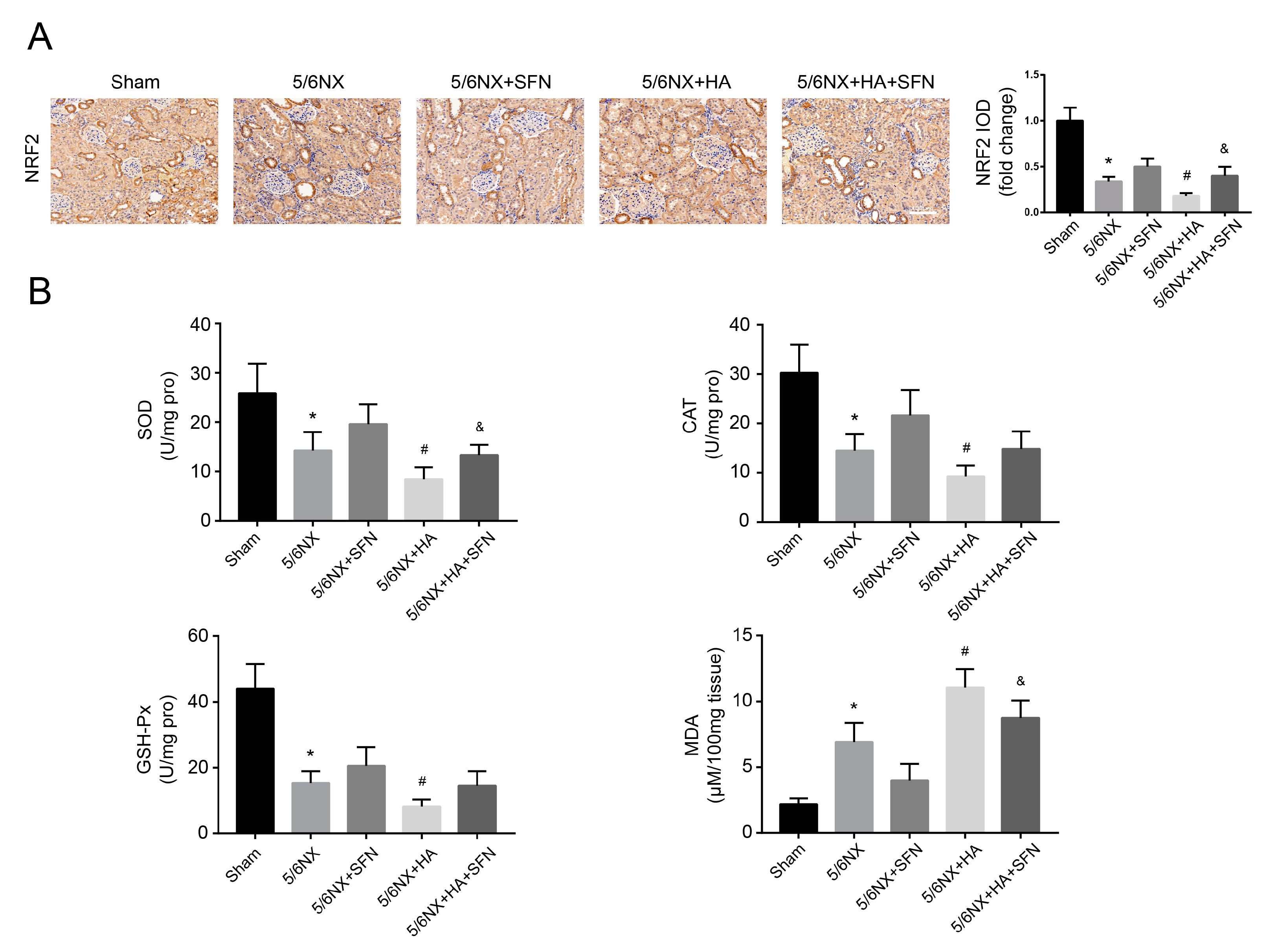 Antioxidants 09 00783 g008