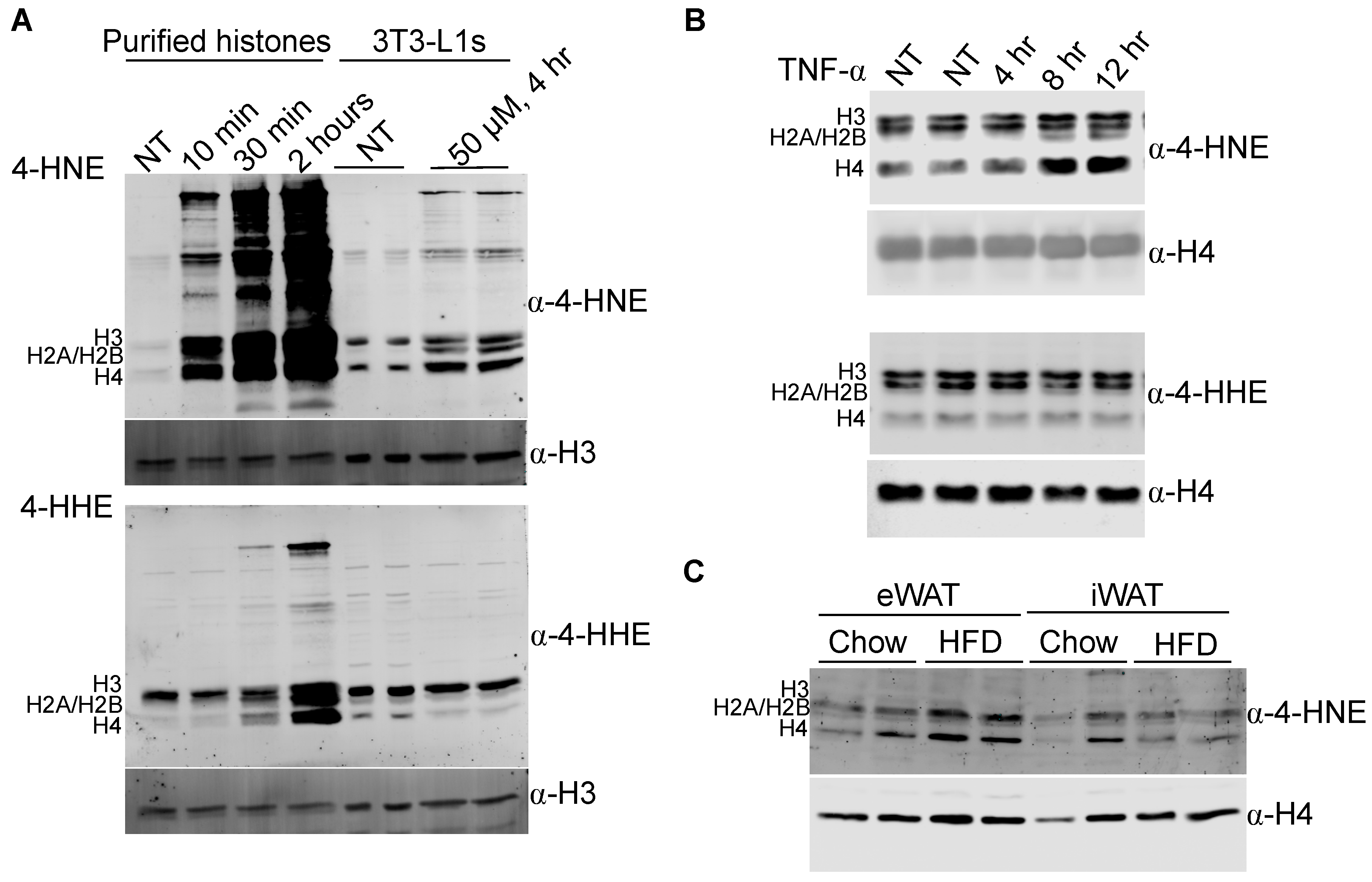 Antioxidants 09 01210 g001