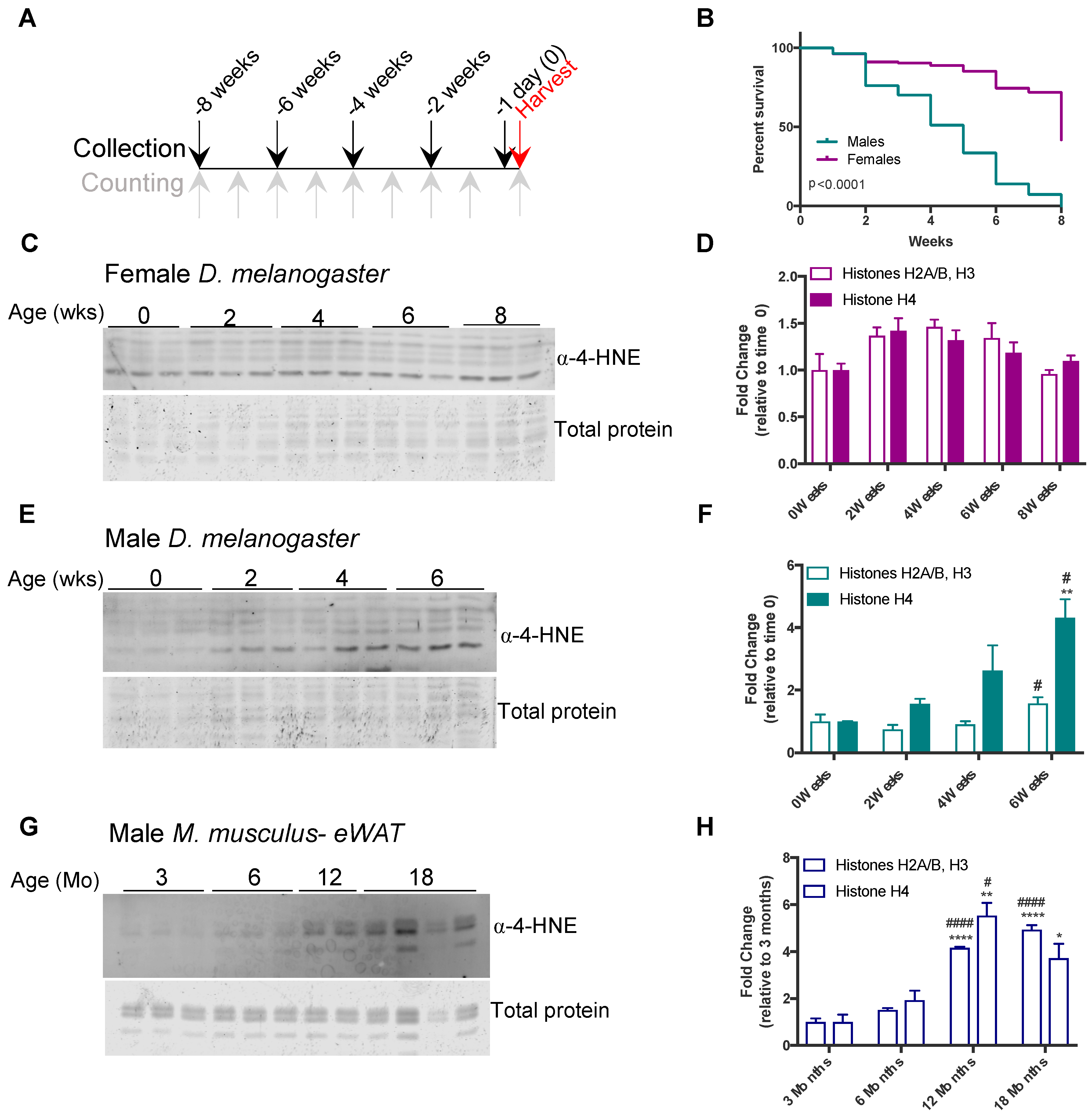 Antioxidants 09 01210 g002