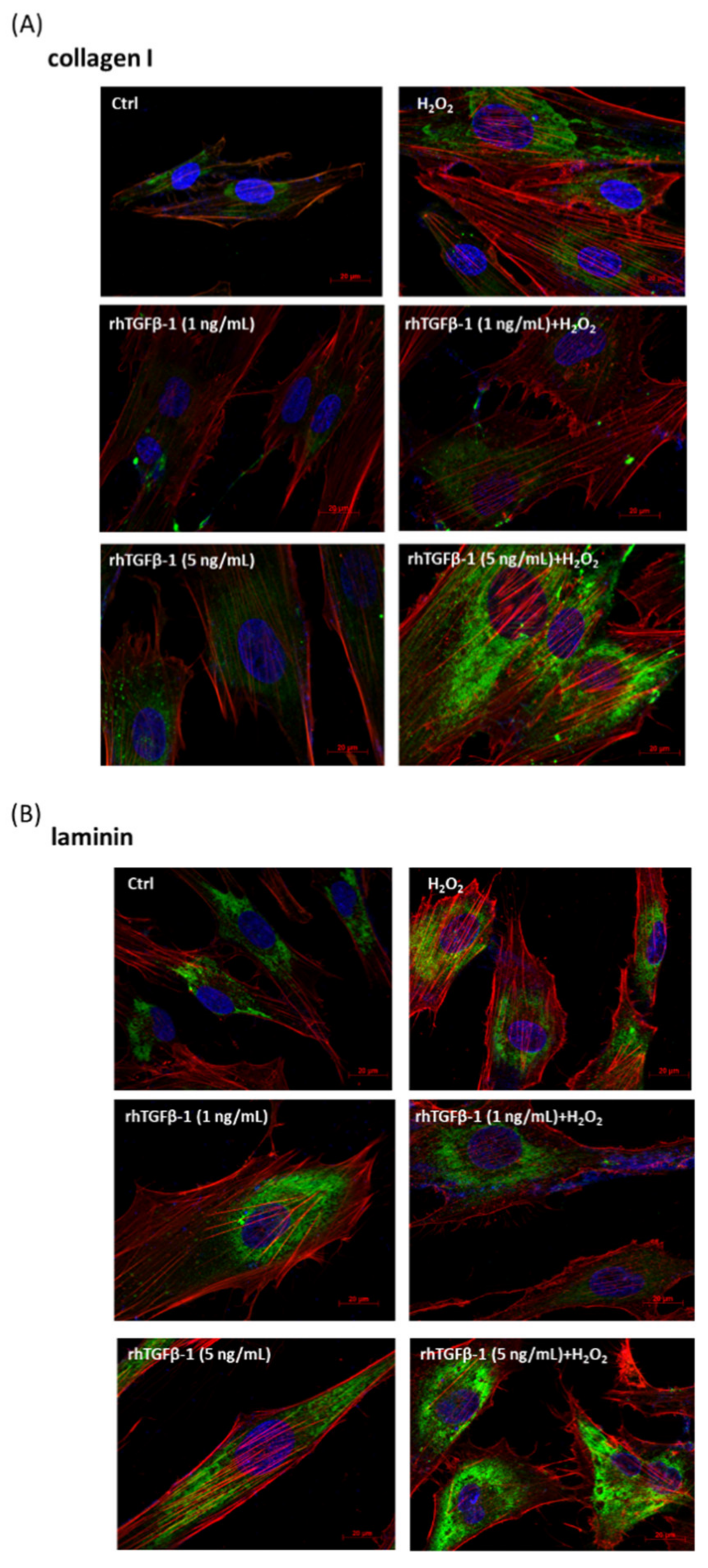 Antioxidants 10 00107 g006